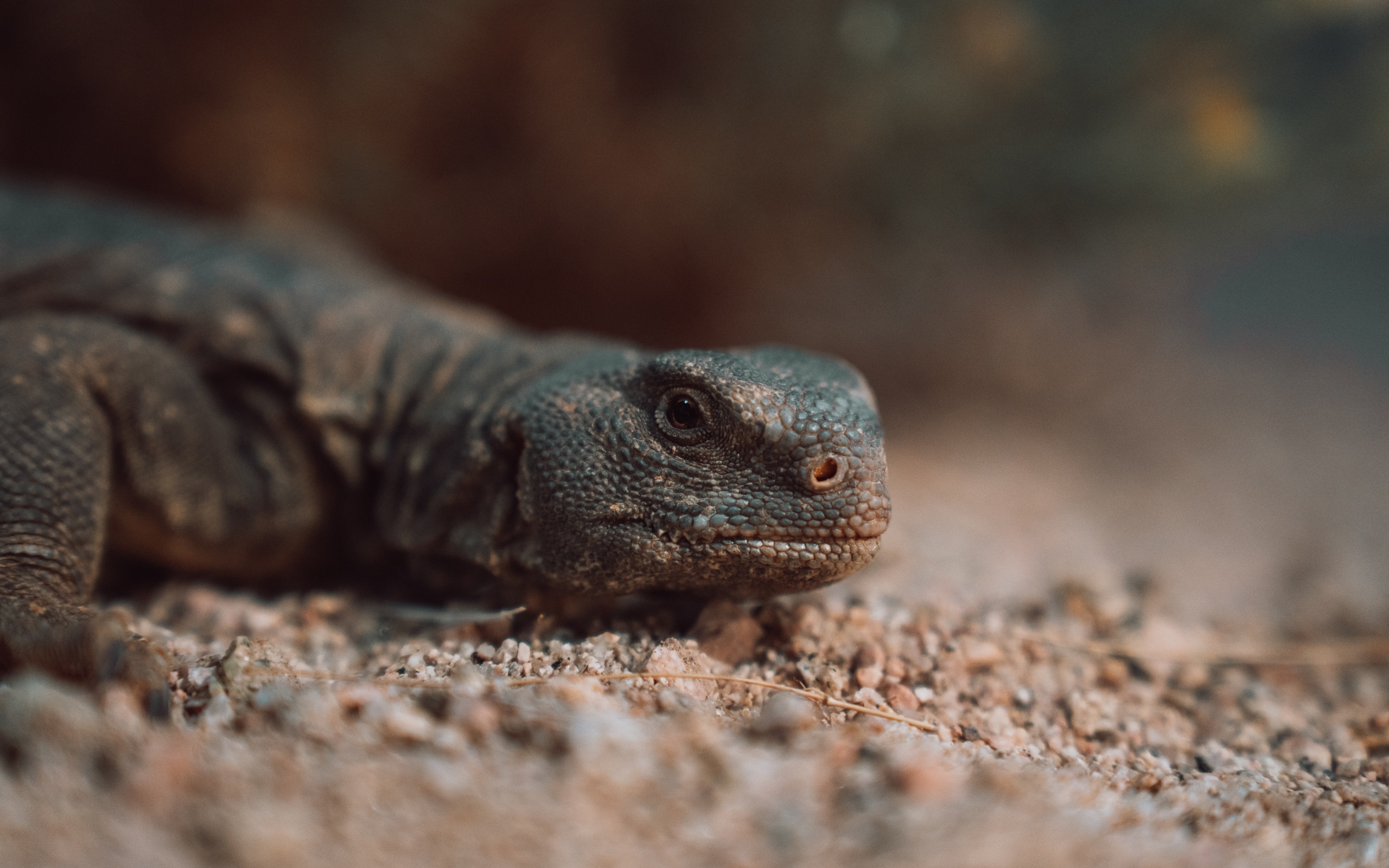 Дракон комодо на земле 