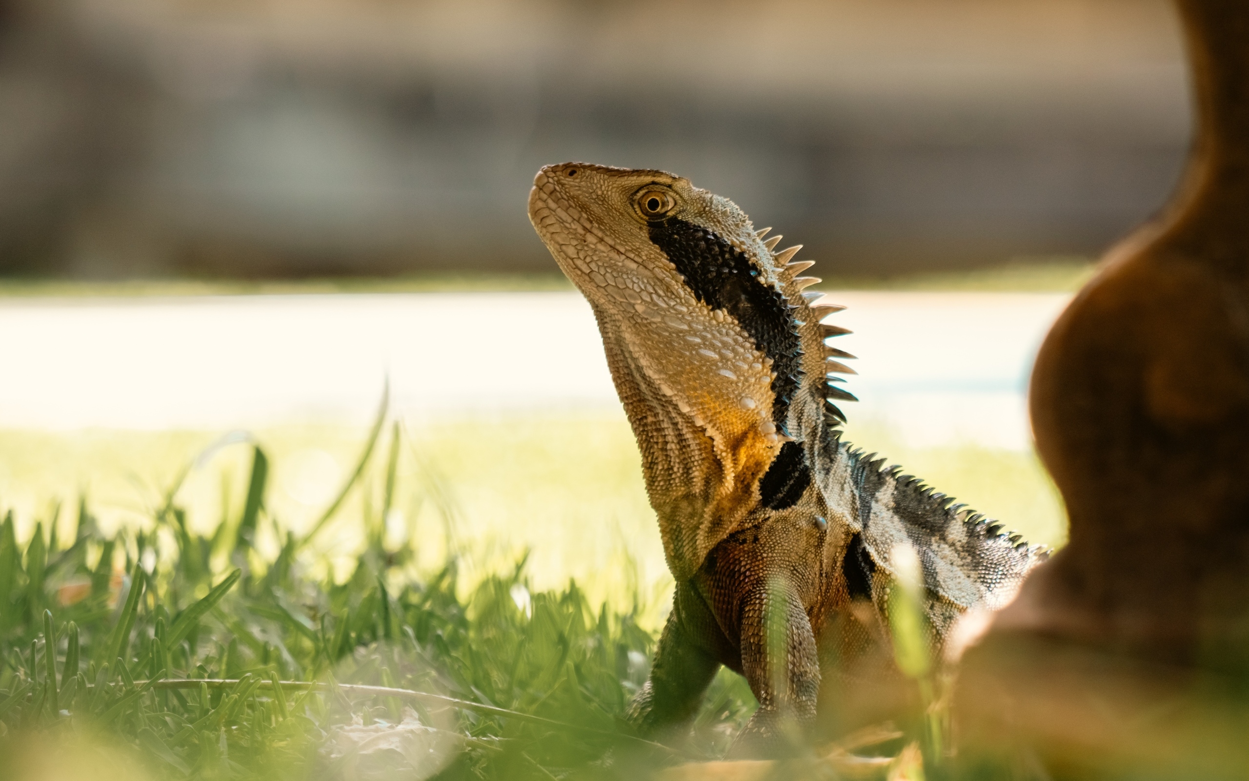 Большая игуана в зеленой траве 