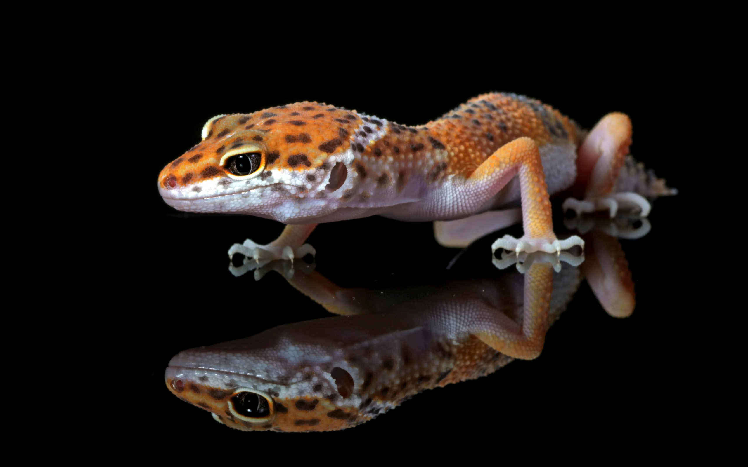 Леопардовый геккон крупным планом в отражении на черном фоне