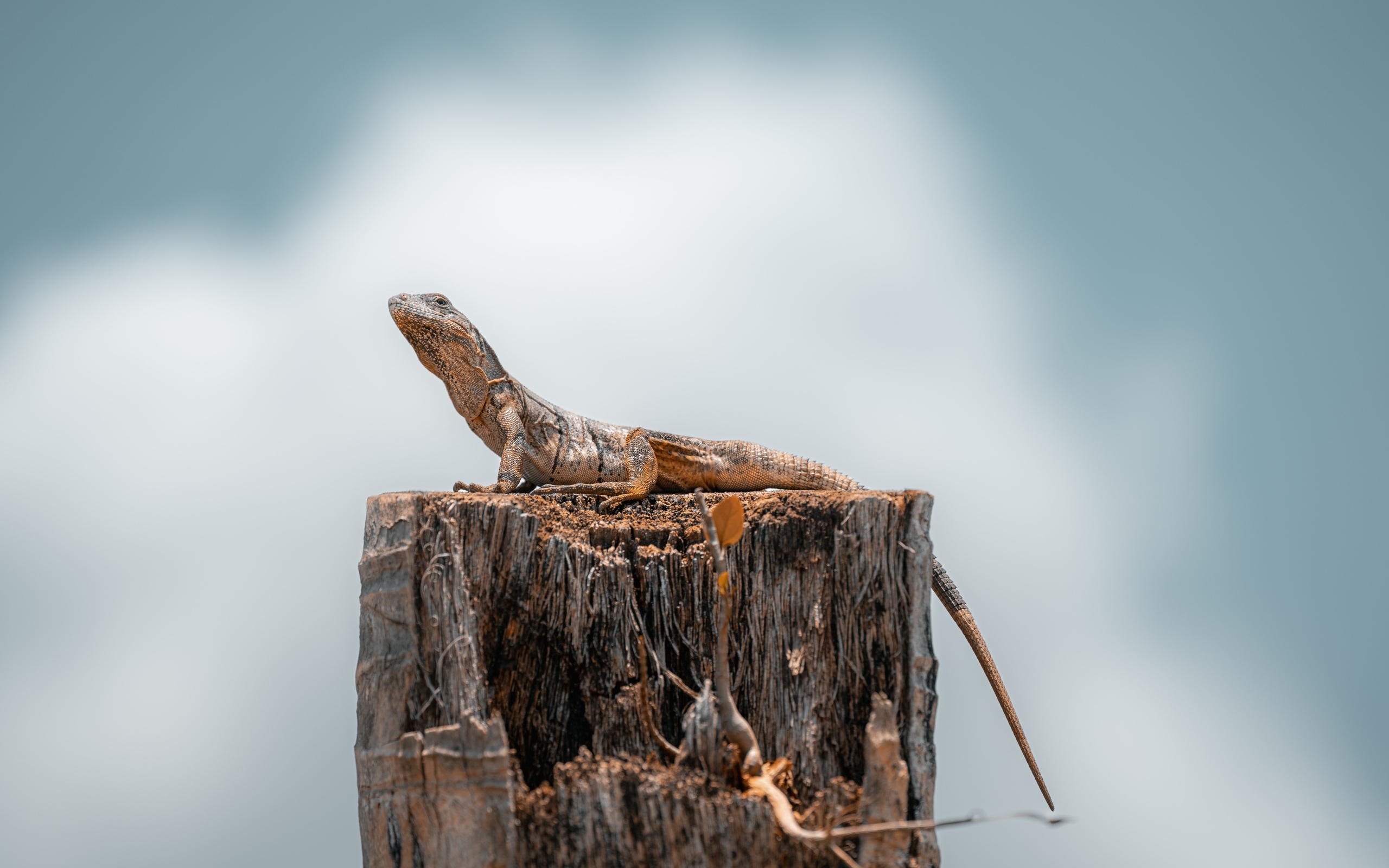 Ящерица сидит на пне на сером фоне