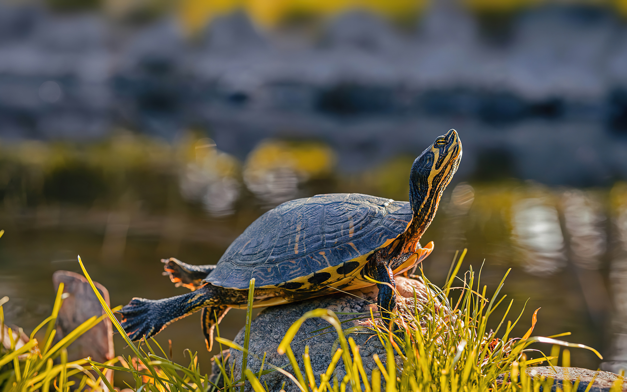 Черепаха греется на камне