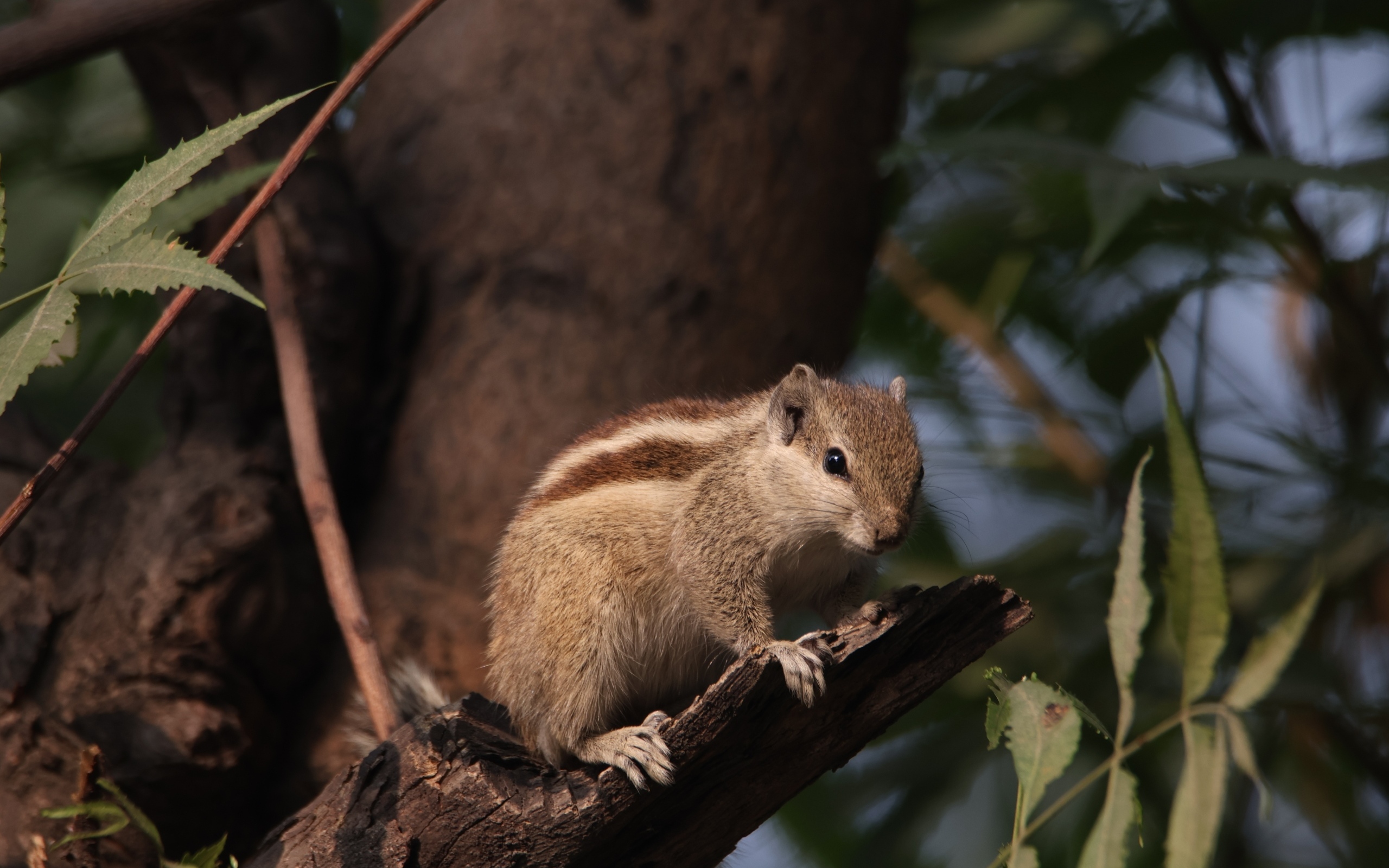 Маленький бурундук сидит на ветке
