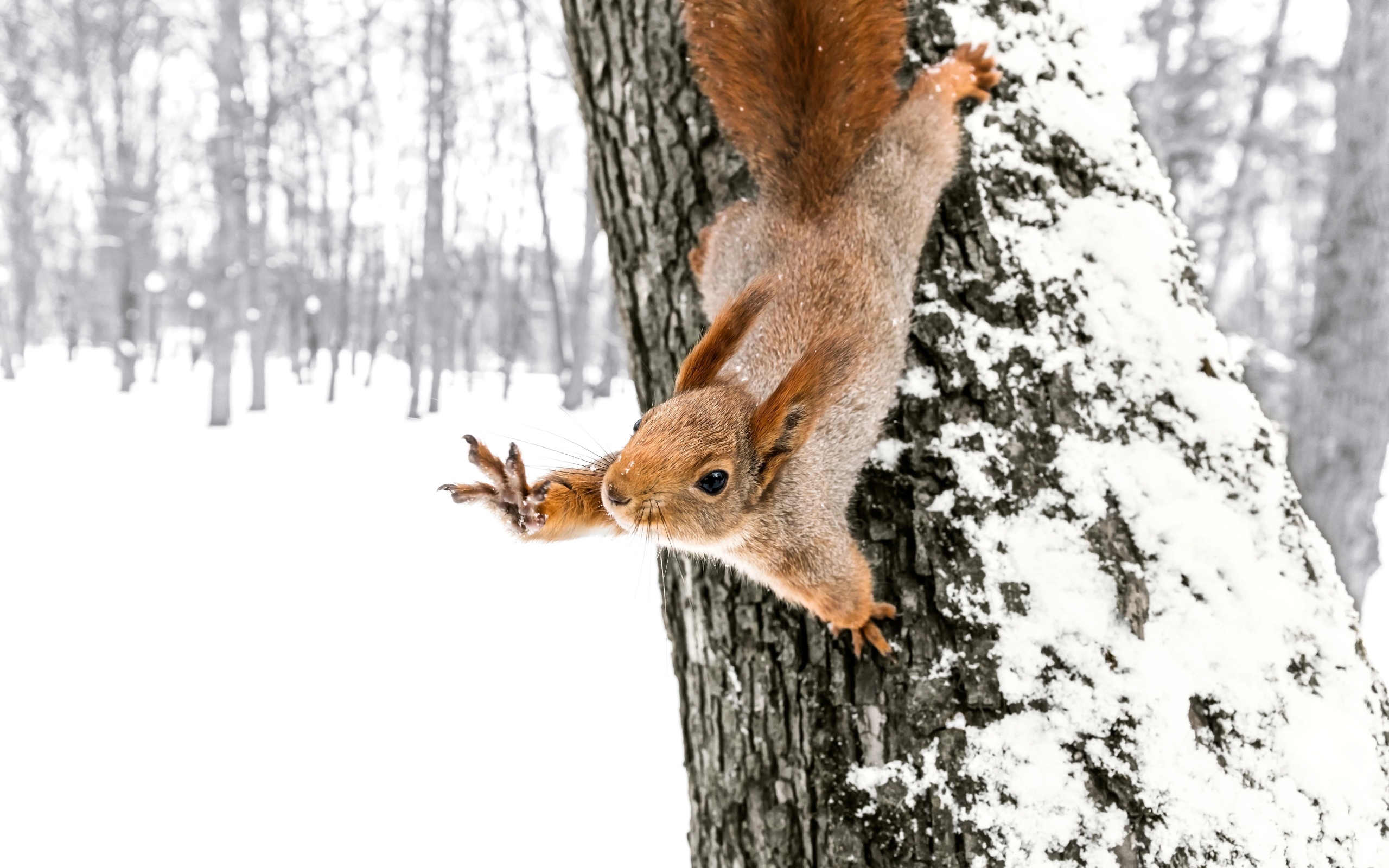 Белка на заснеженном дереве в лесу