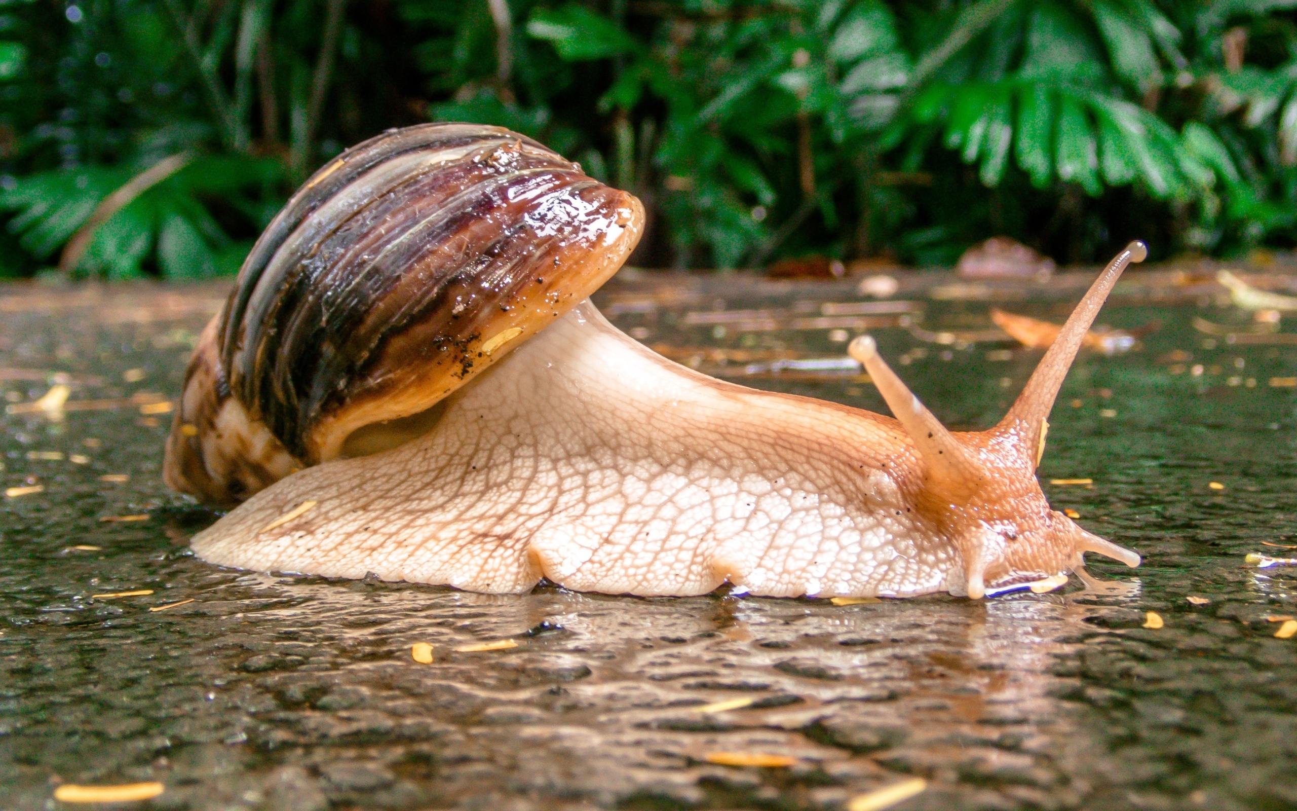 Большая садовая улитка на мокром асфальте
