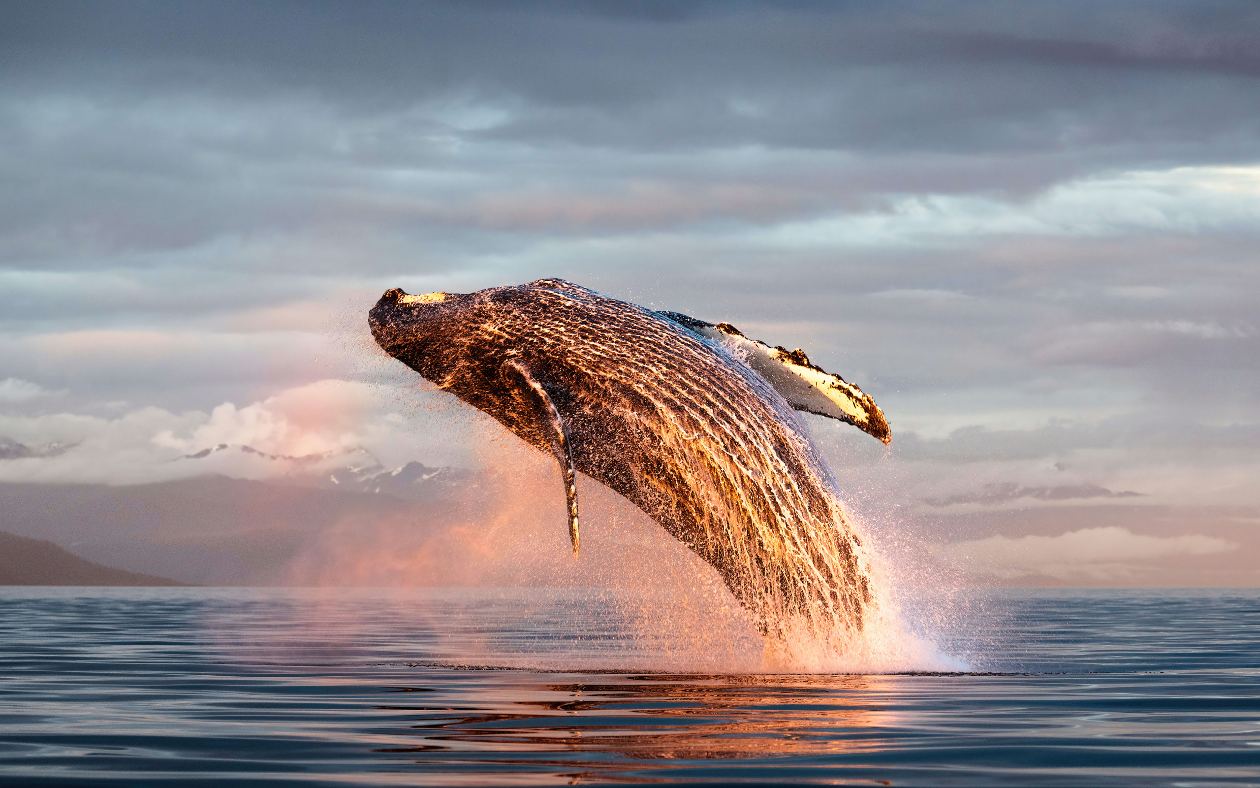 Большой кит выпрыгивает из воды в океане