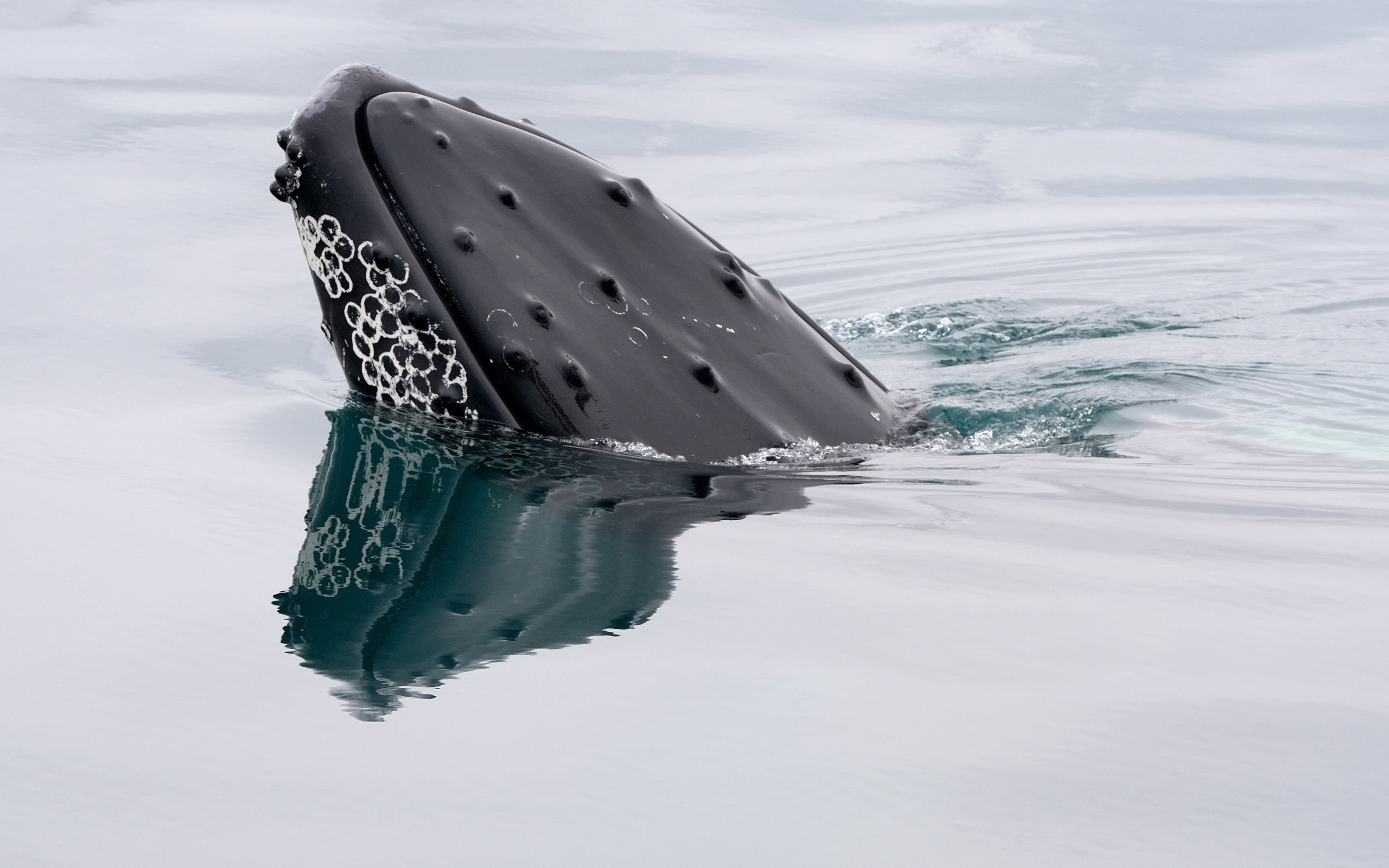 Большой кит в воде