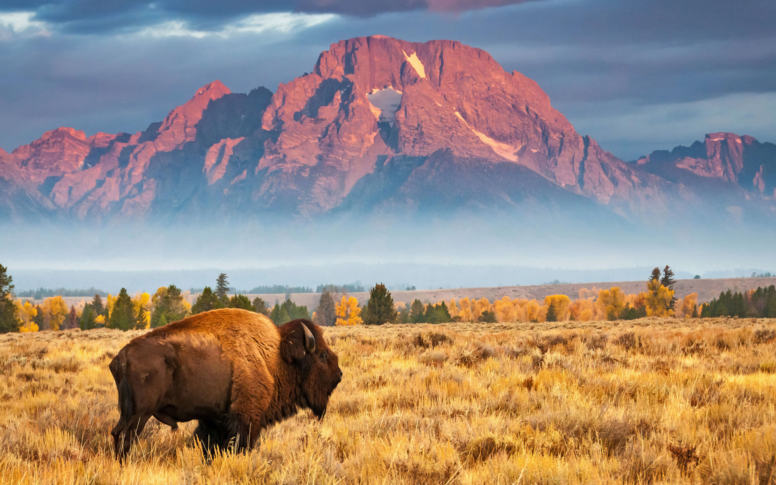 Большой бизон гуляет по полю на фоне гор 