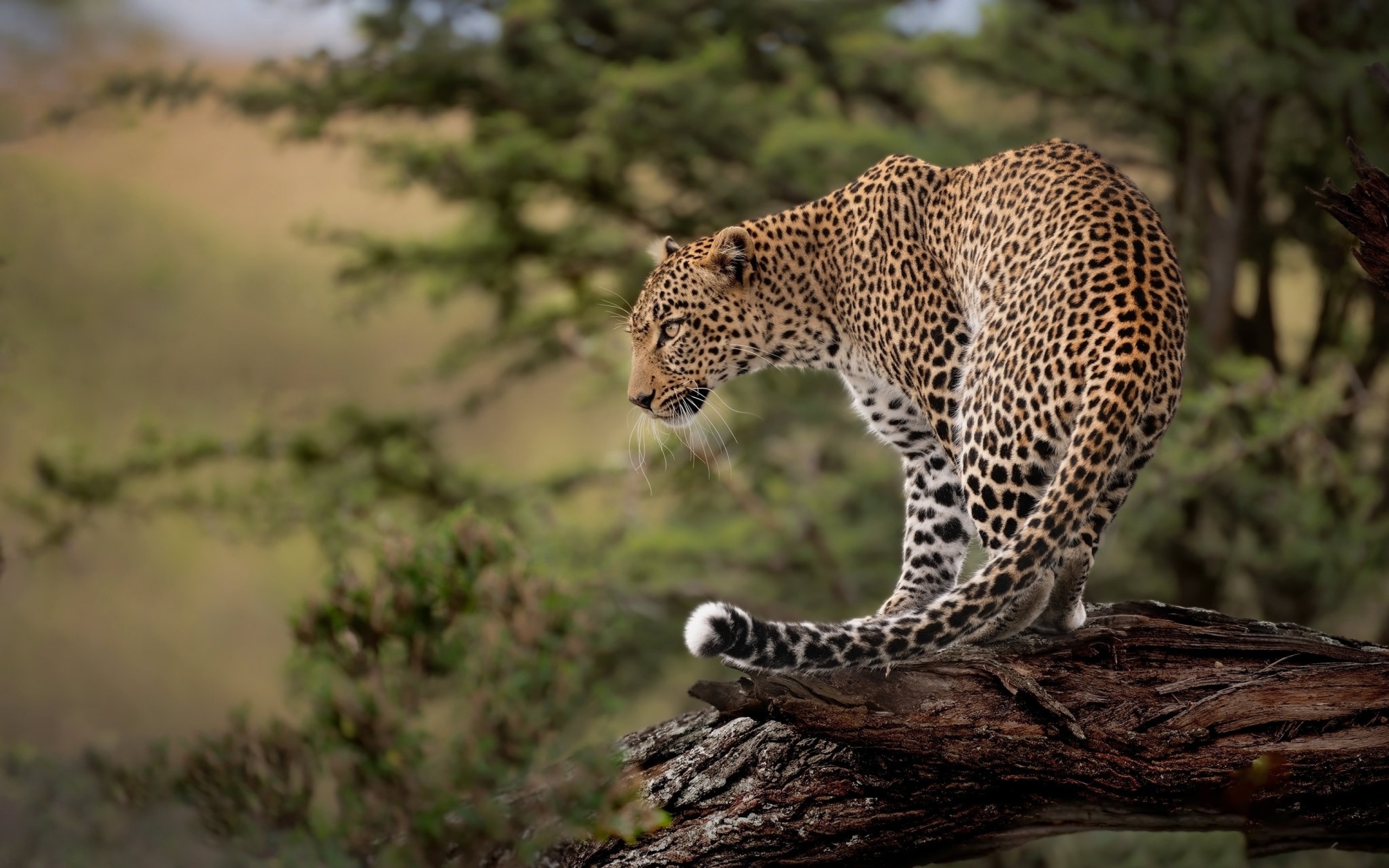 Большой пятнистый леопард стоит на сухом дереве