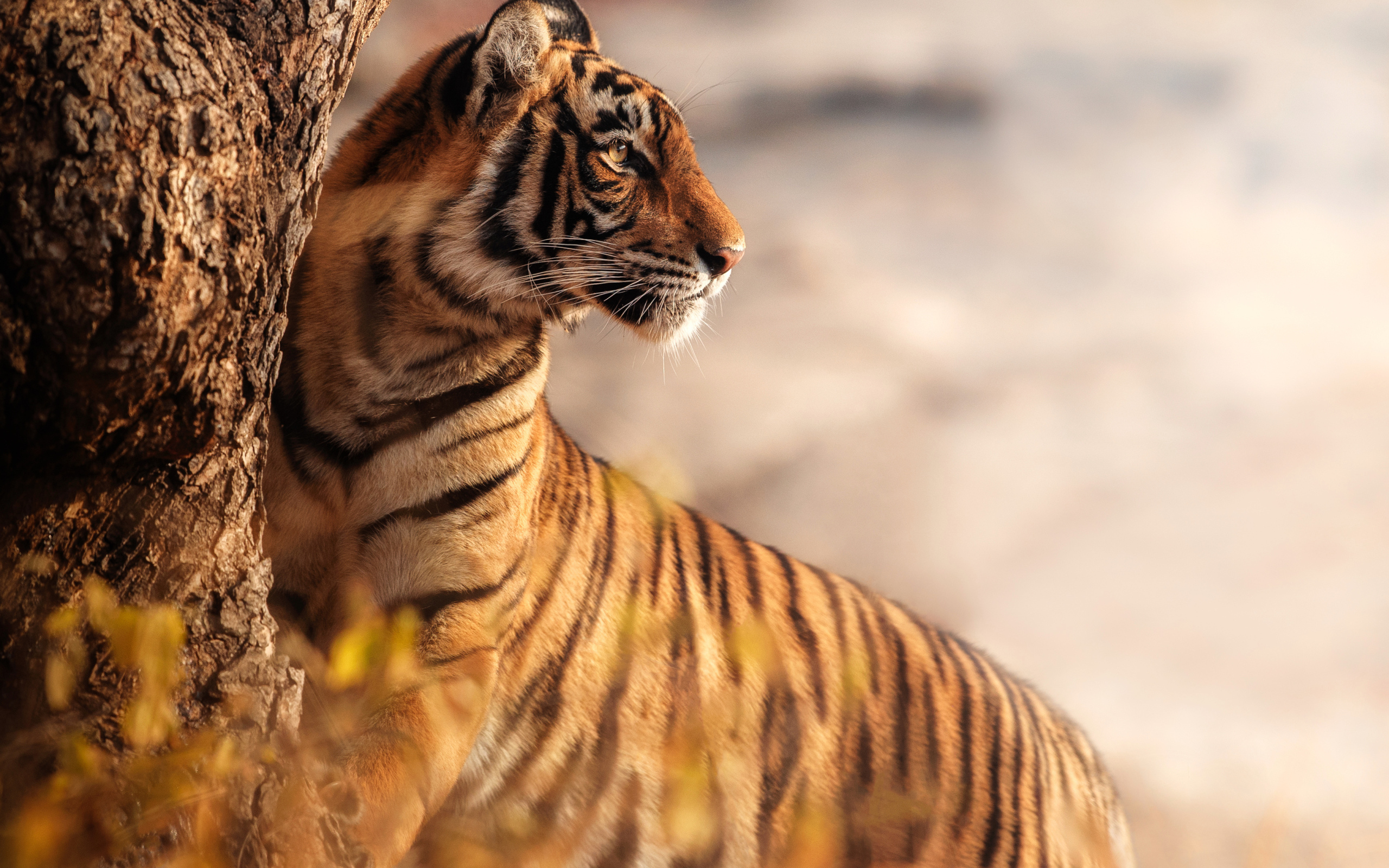 Большой полосатый тигр стоит у дерева