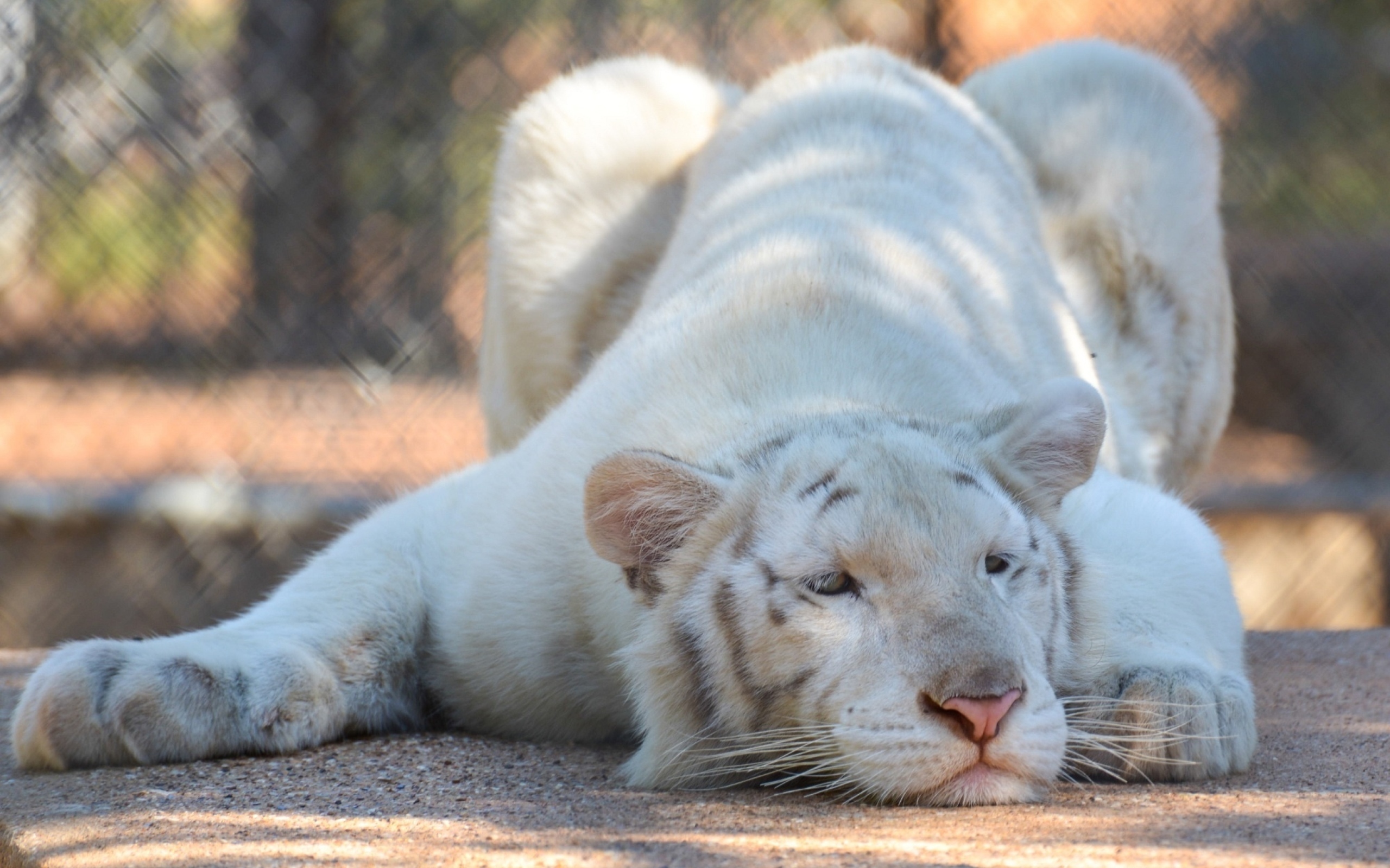 Большой белый тигр в зоопарке