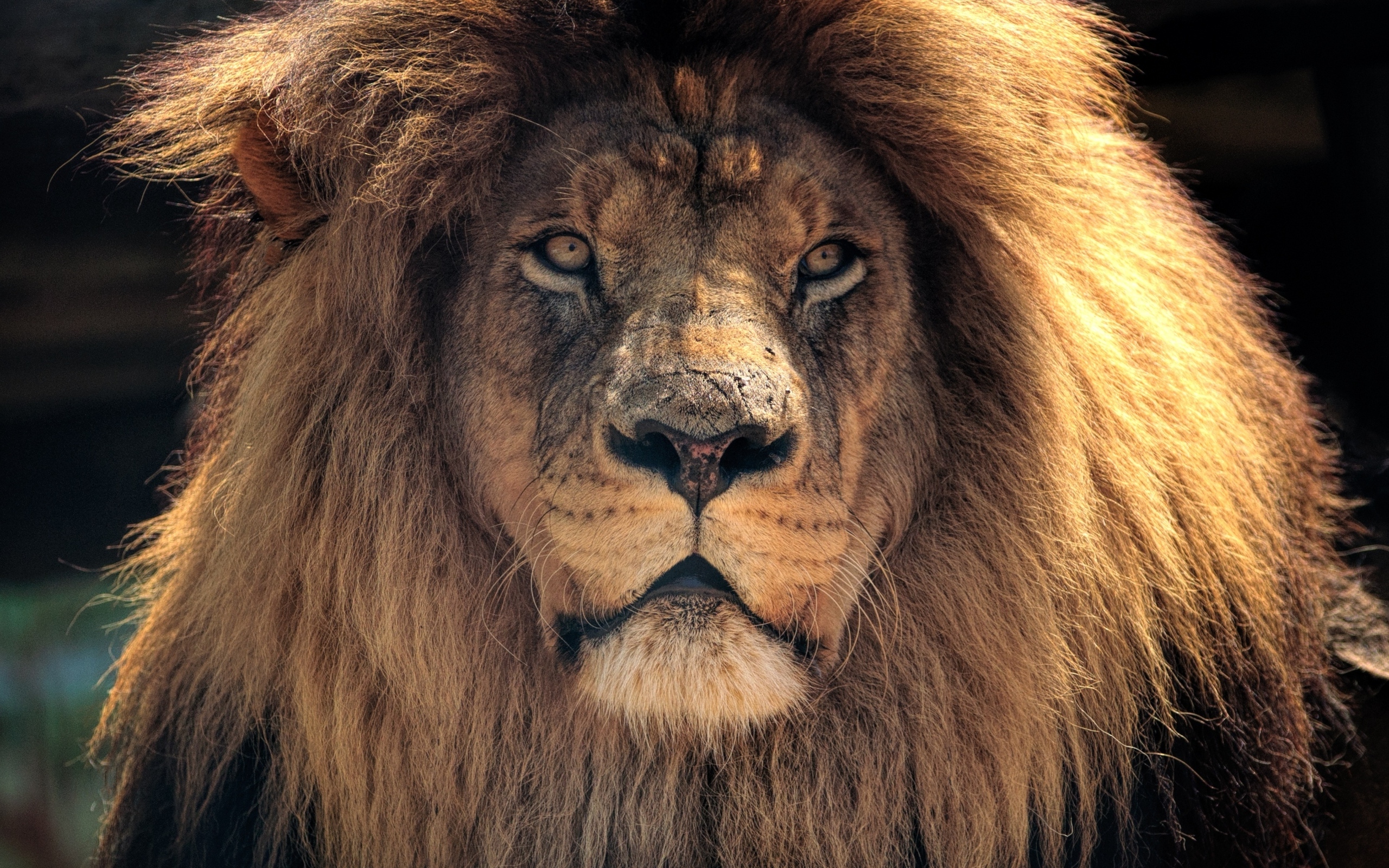 Большой лев с пышной гривой