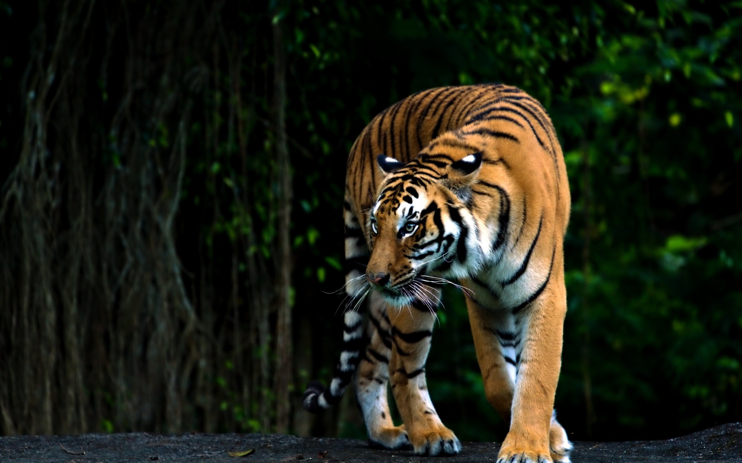 Полосатый бенгальский тигр в зоопарке