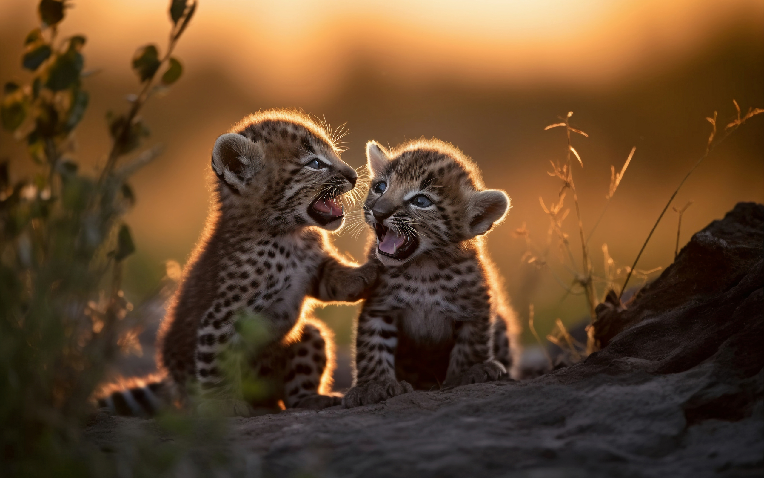 Два маленьких милых детеныша леопарда