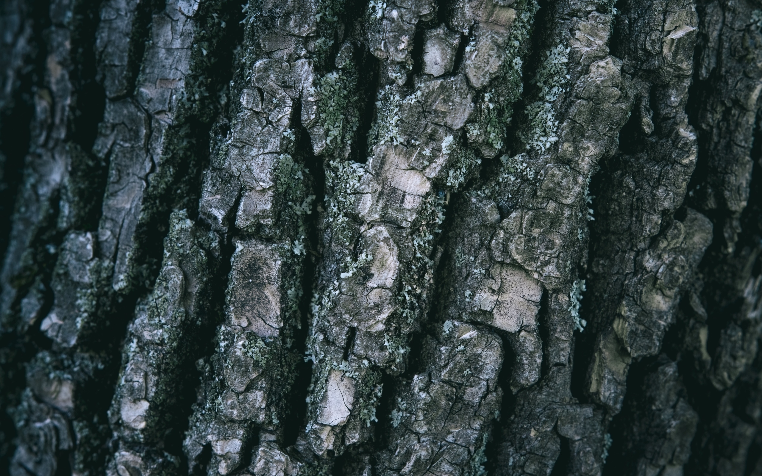 Старая кора дерева для фона