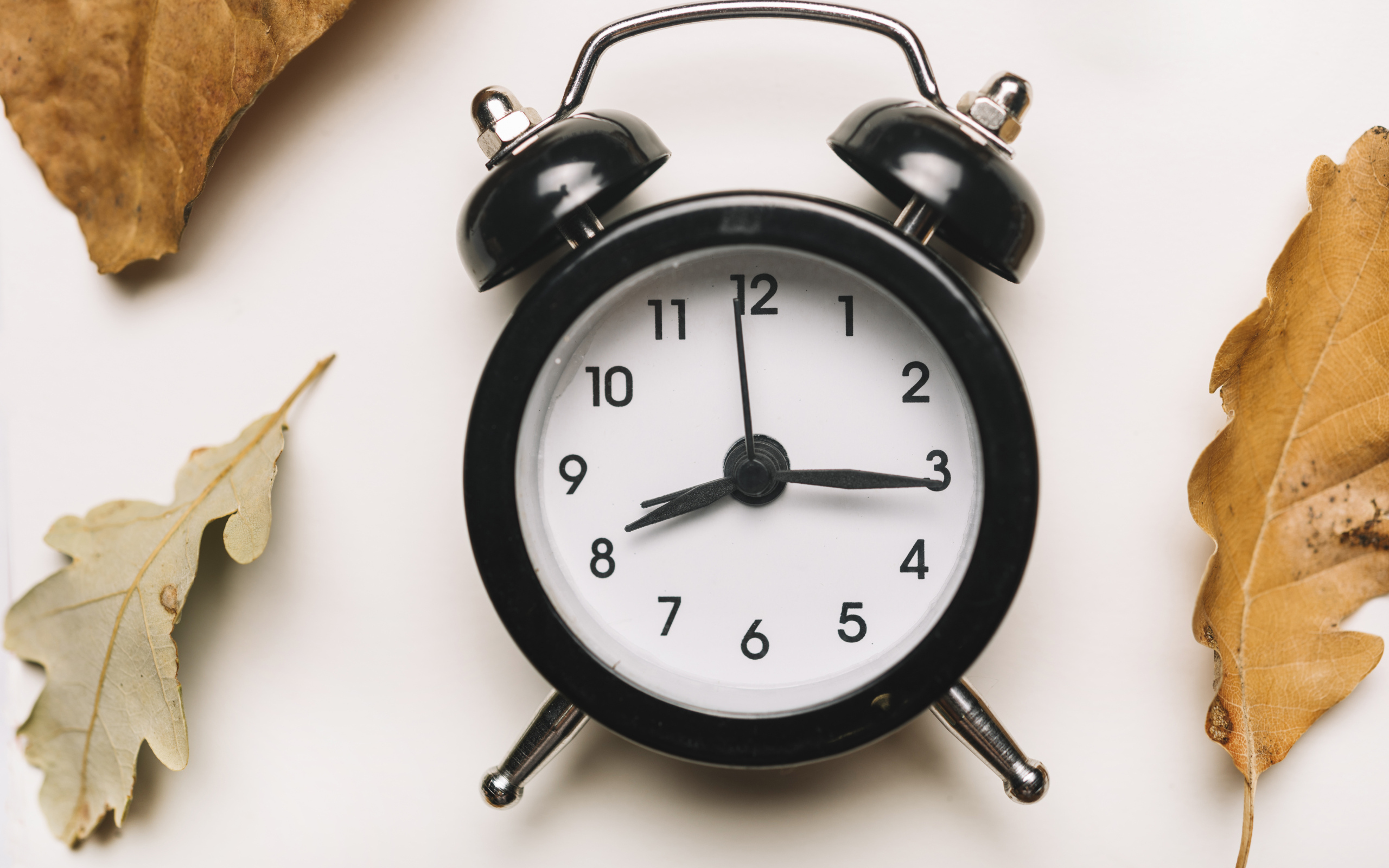 Большой черный будильник на белом фоне с листвой