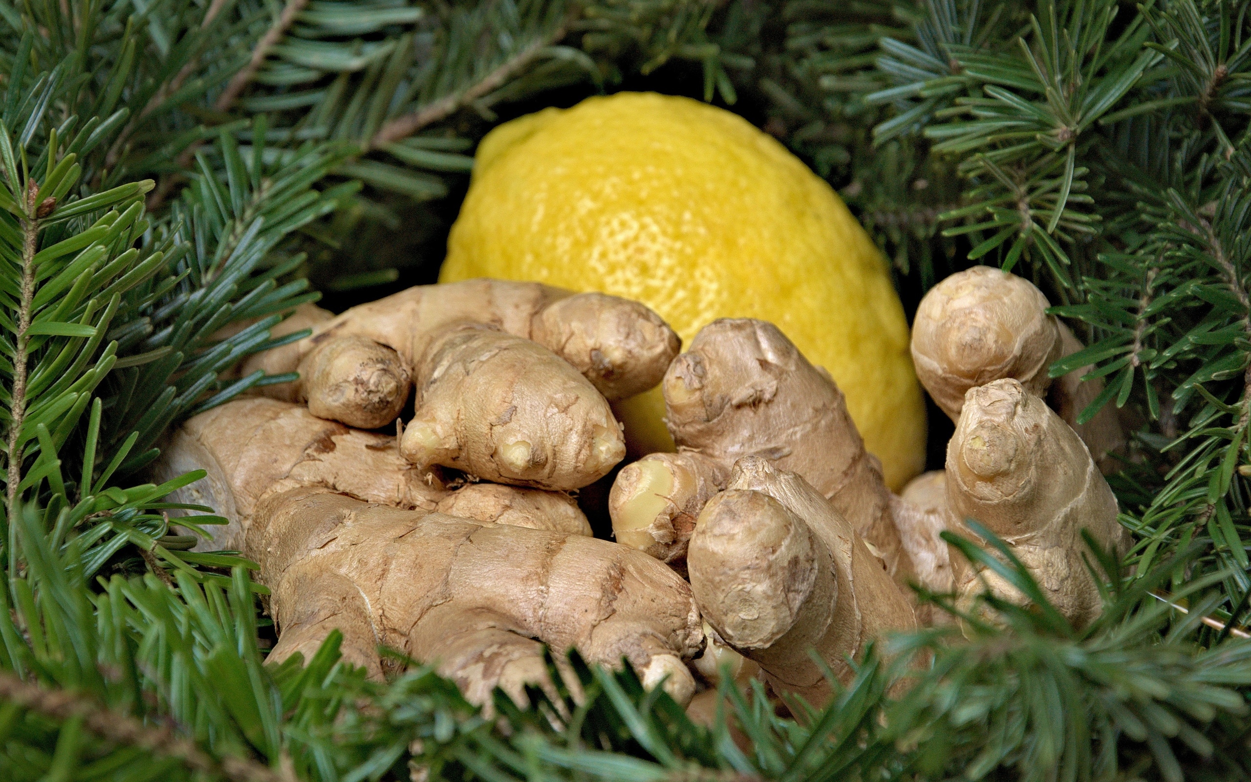 Имбирь с лимоном в еловых ветках