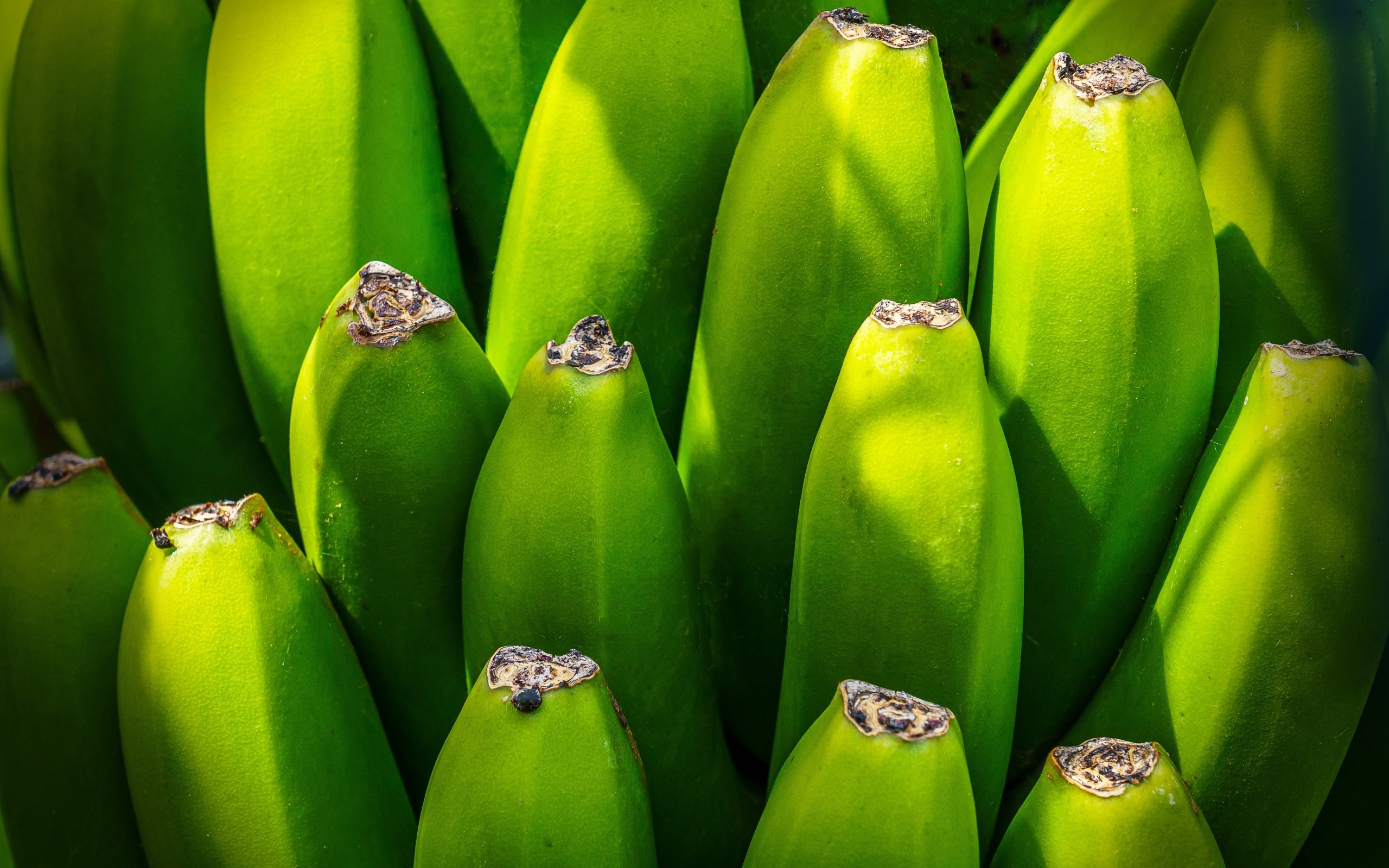 Зеленые бананы крупным планом