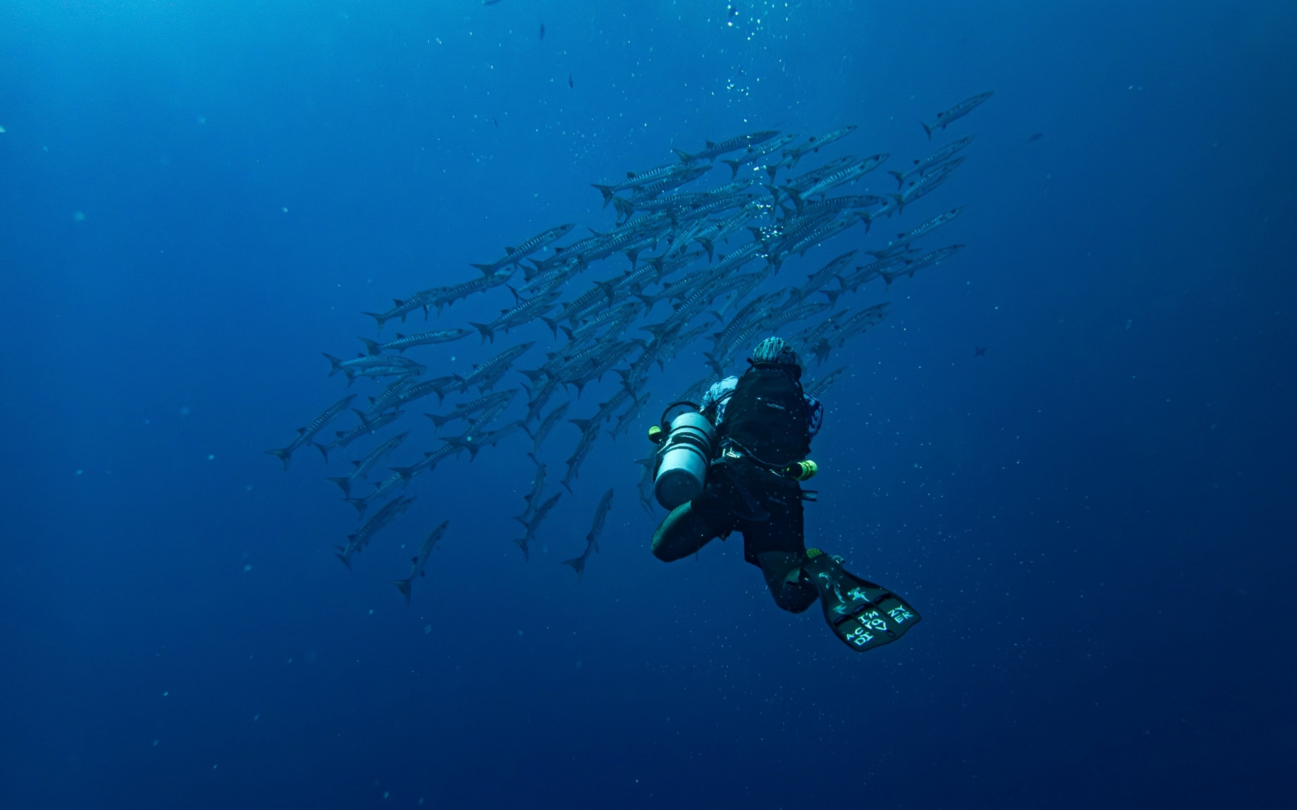Дайвер плавает под водой с рыбами