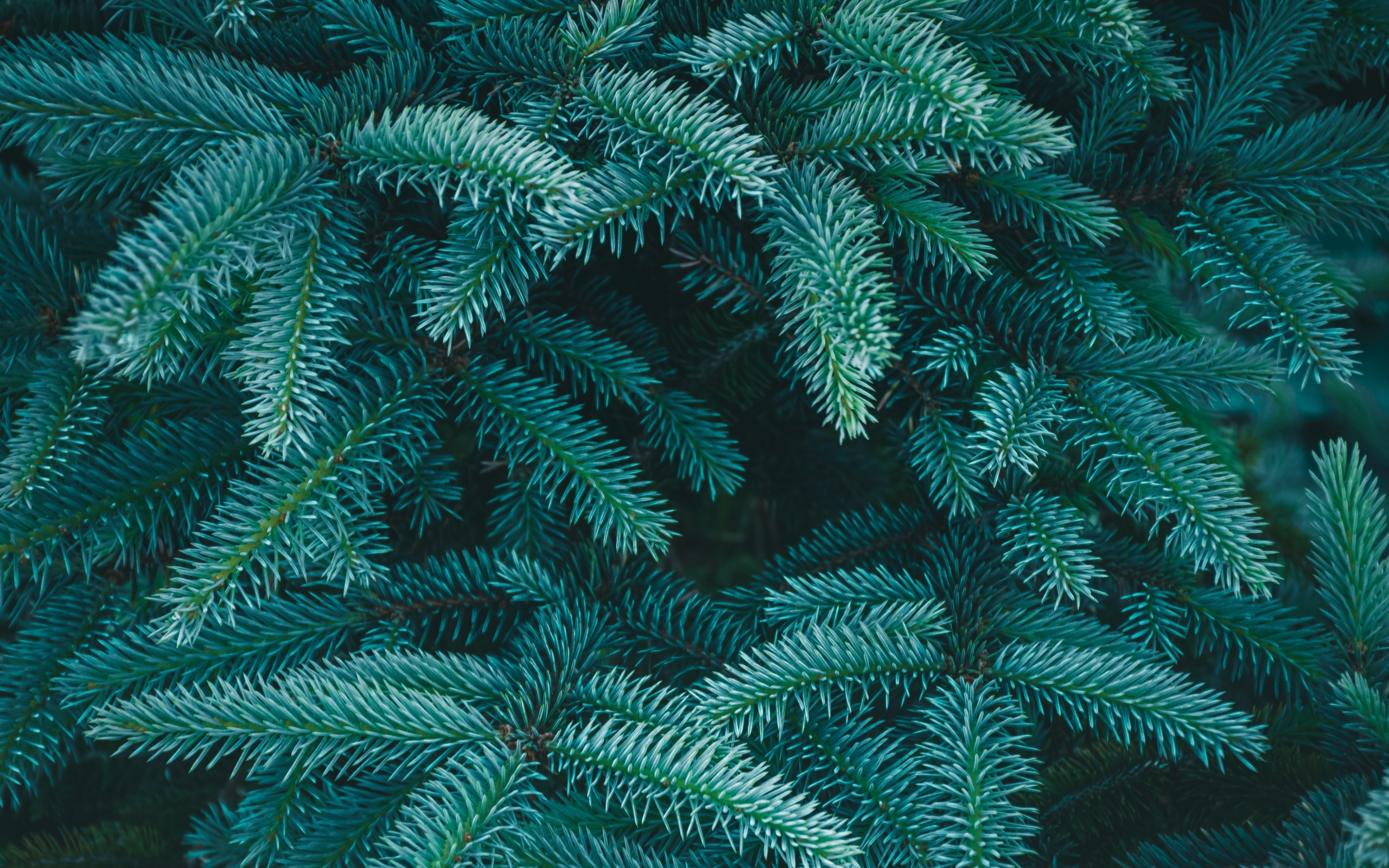 Зеленые колючие ветки ели крупным планом