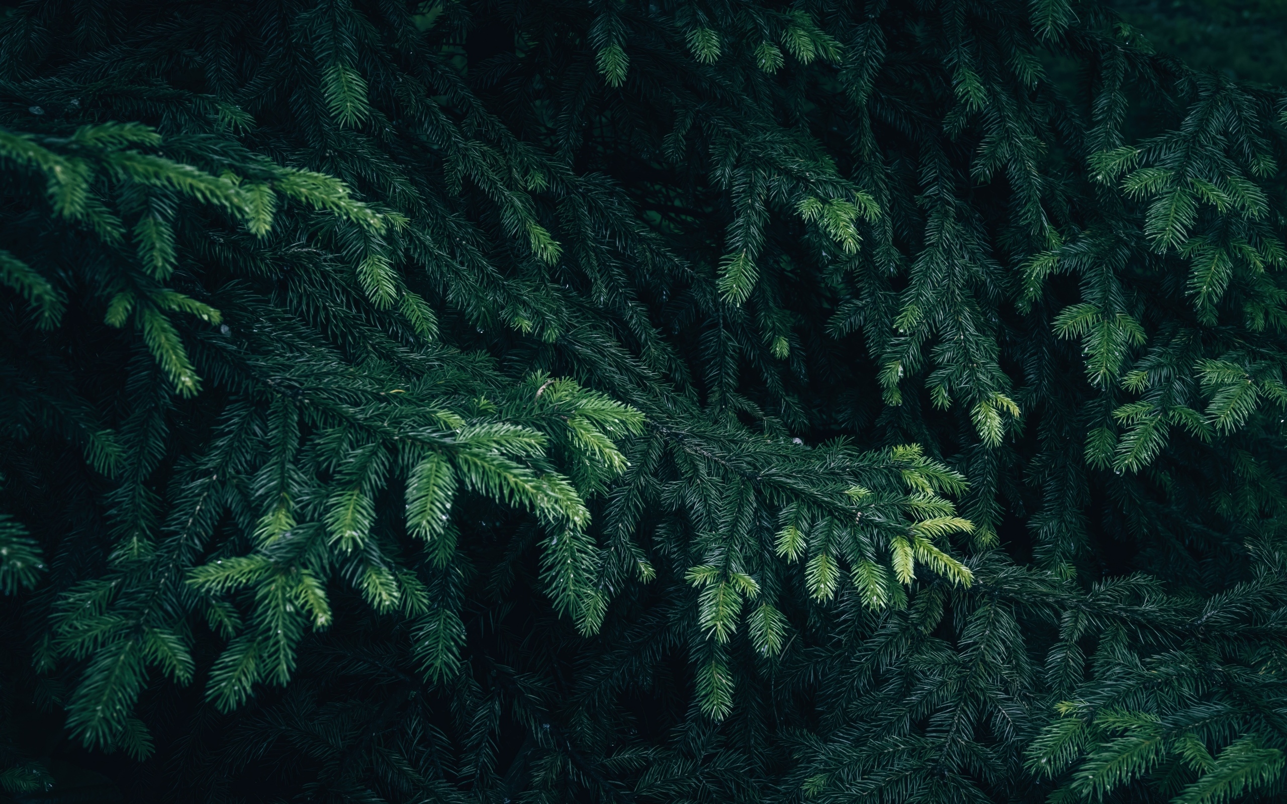 Зеленые еловые ветки крупным планом