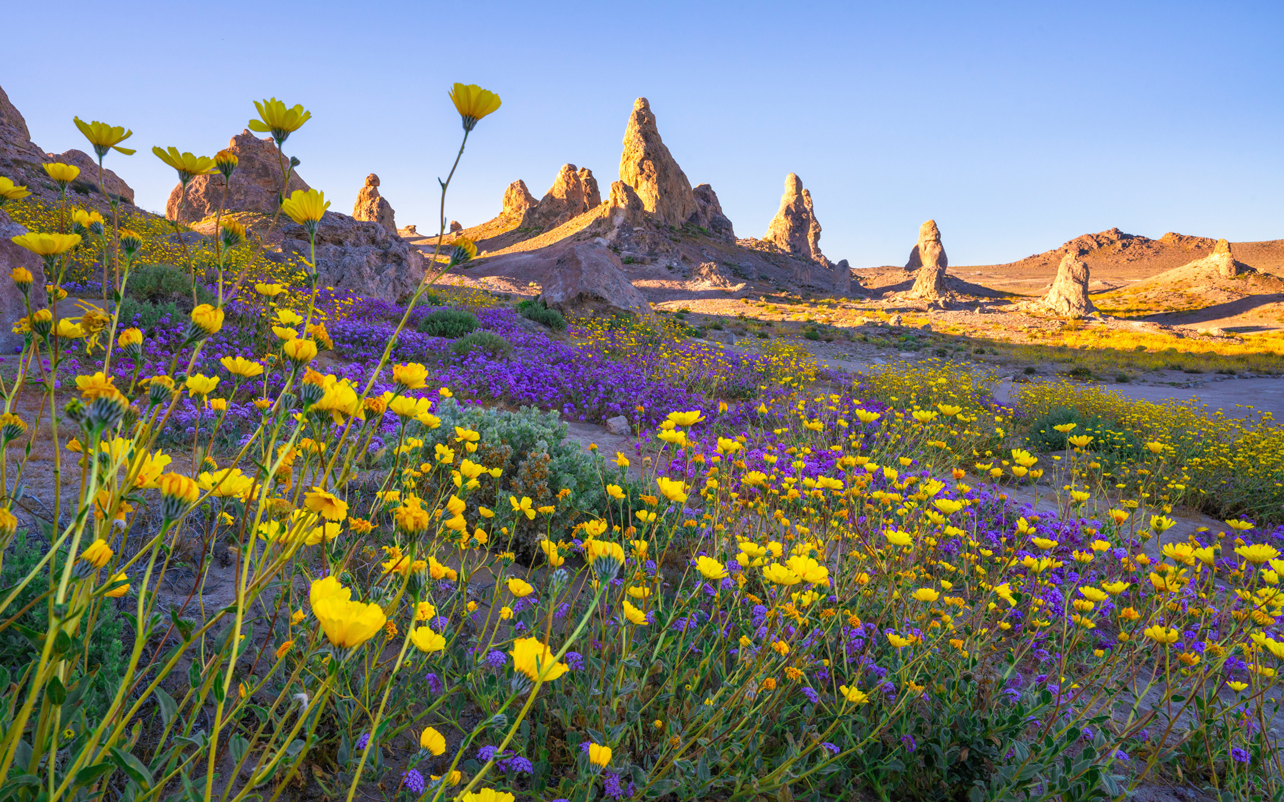 Много цветов на поляне в горах