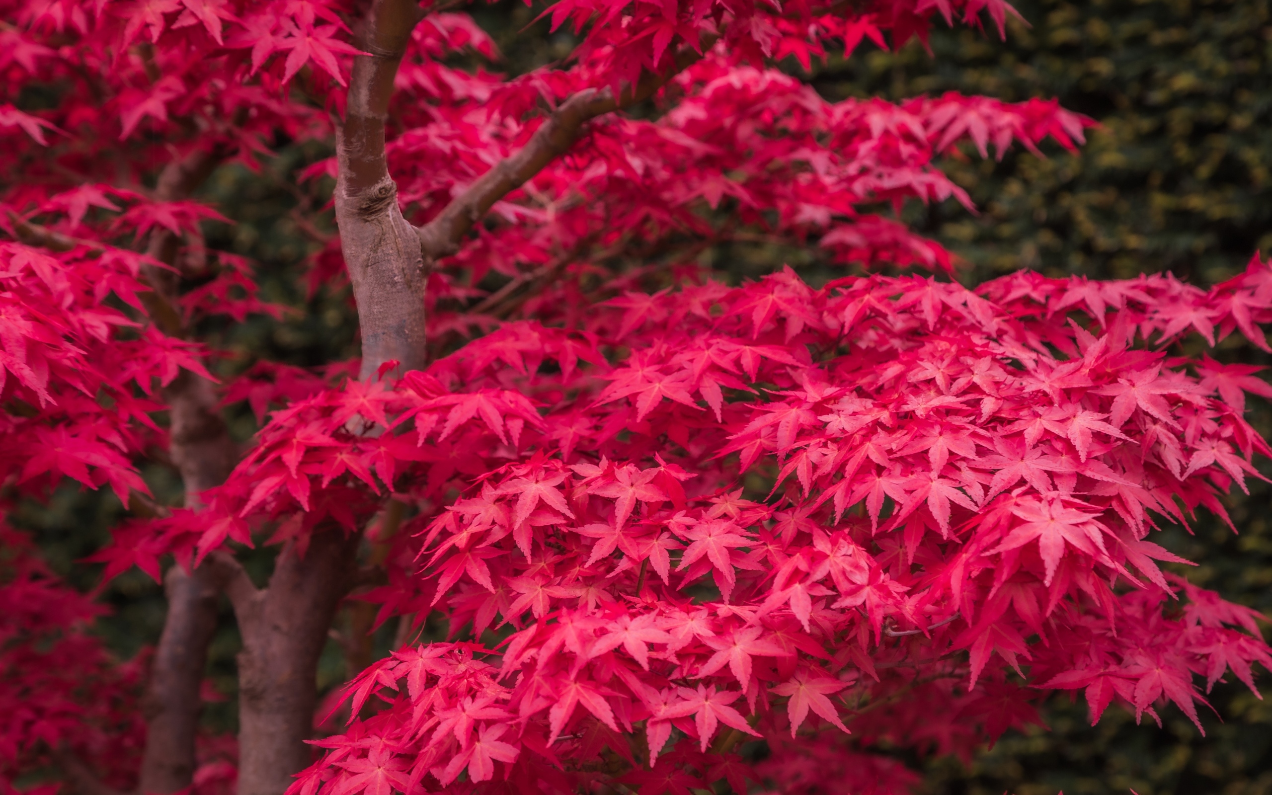 Красные листья клена на дереве осенью