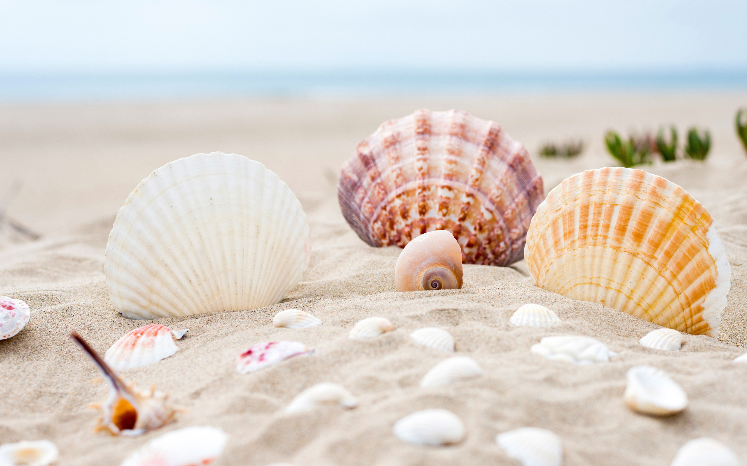 Ракушки на горячем песке у моря