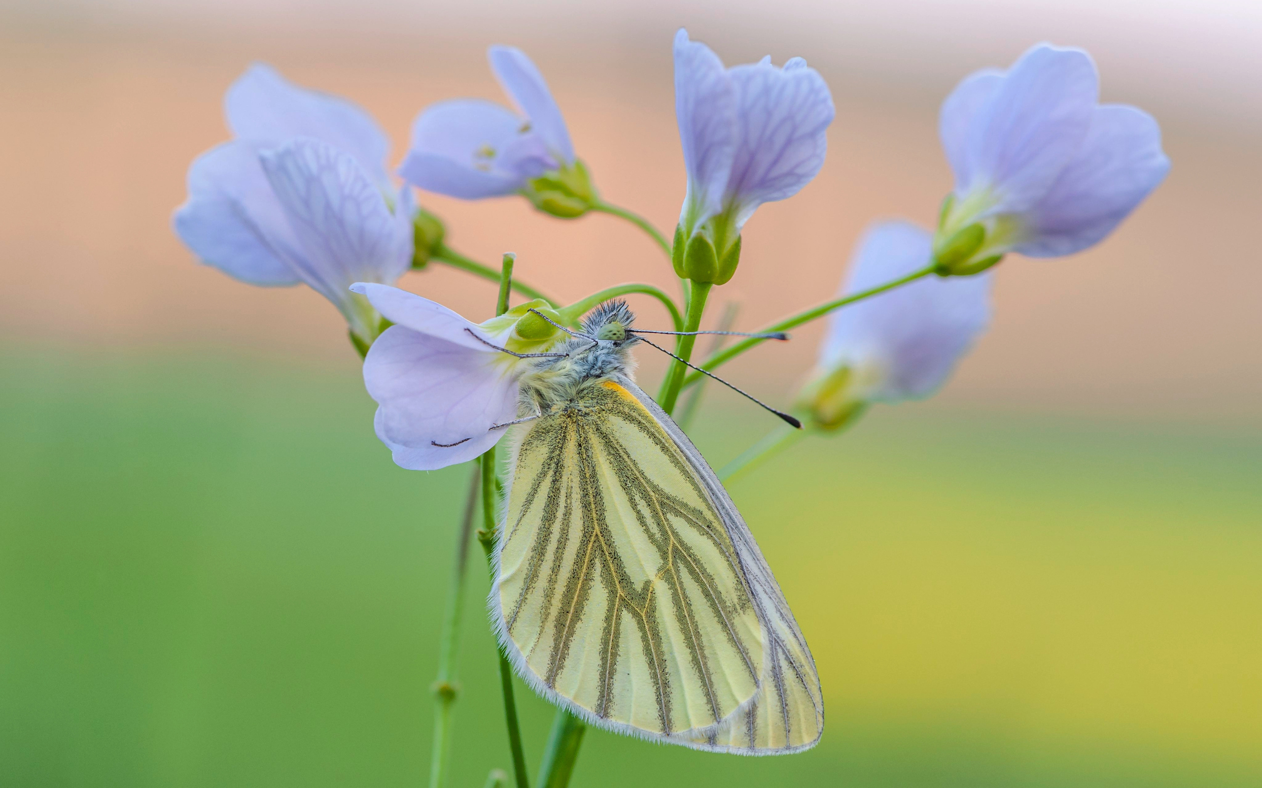 Желтая бабочка висит на голубом цветке