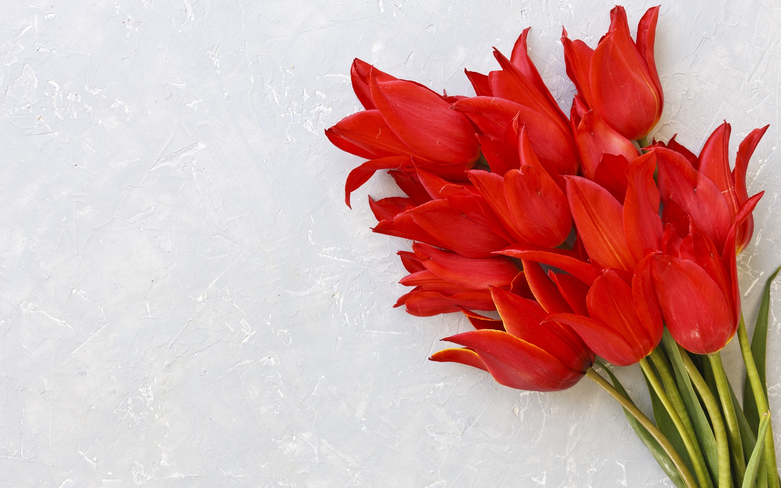 Красивый букет красных тюльпанов на сером фоне