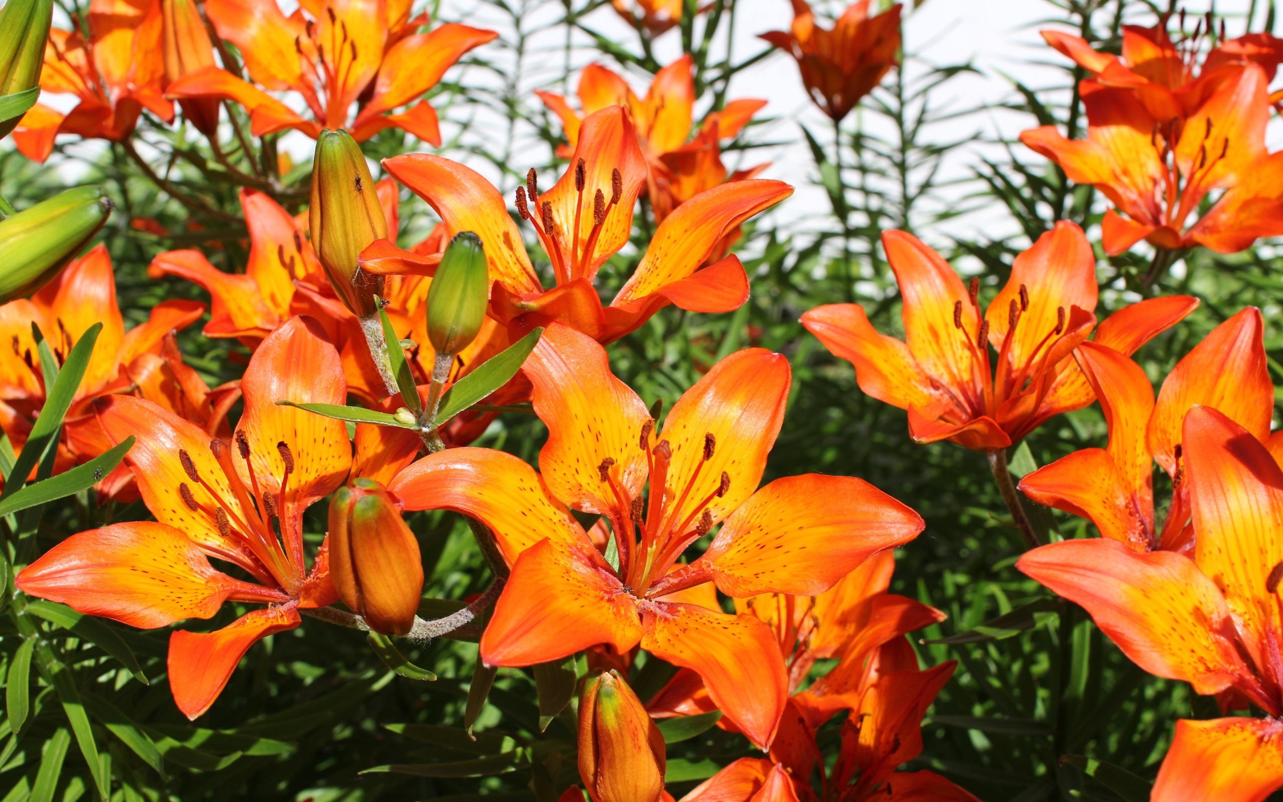 Красивые яркие оранжевые лилии крупным планом