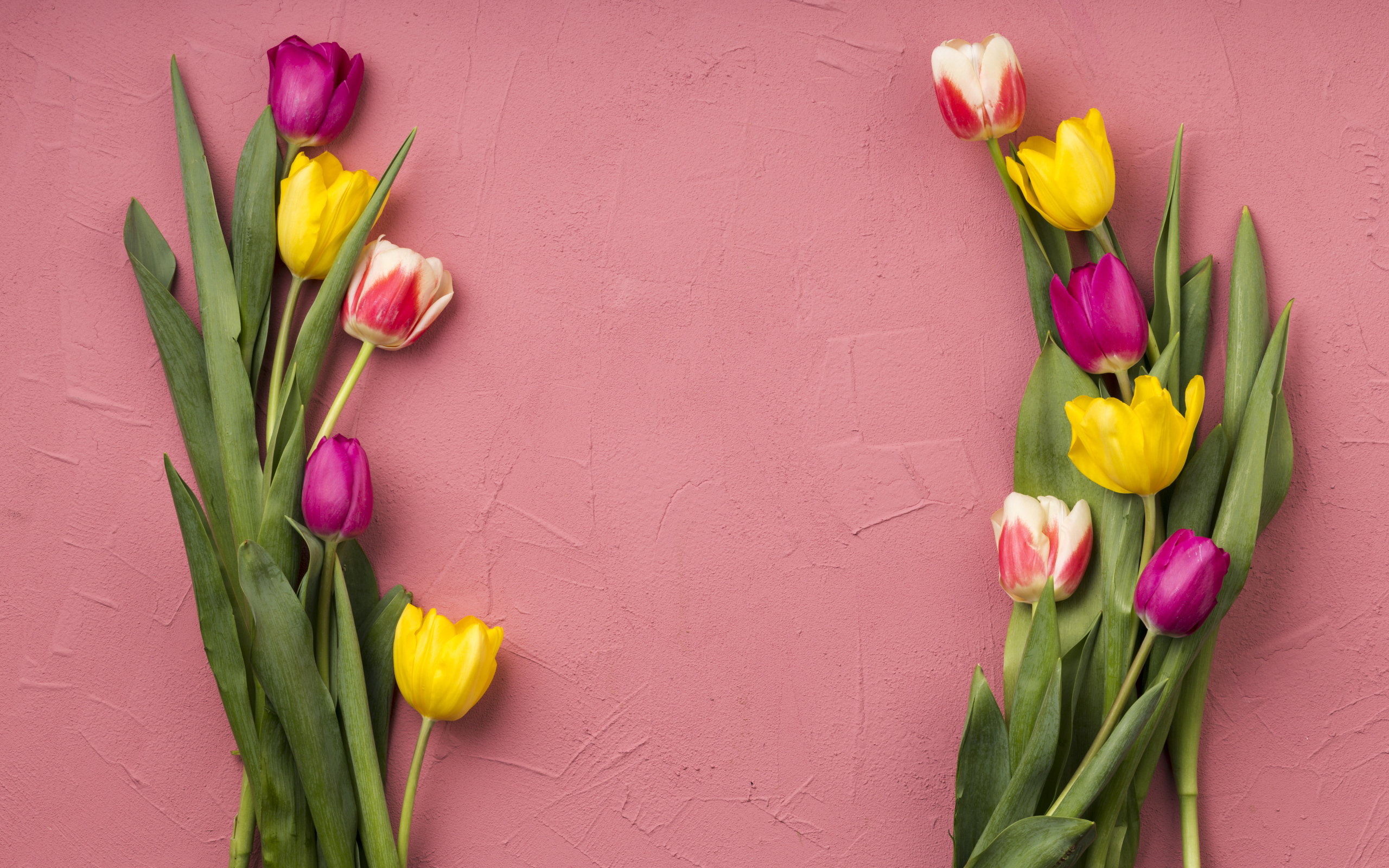 Красивые разноцветные тюльпаны на розовом фоне