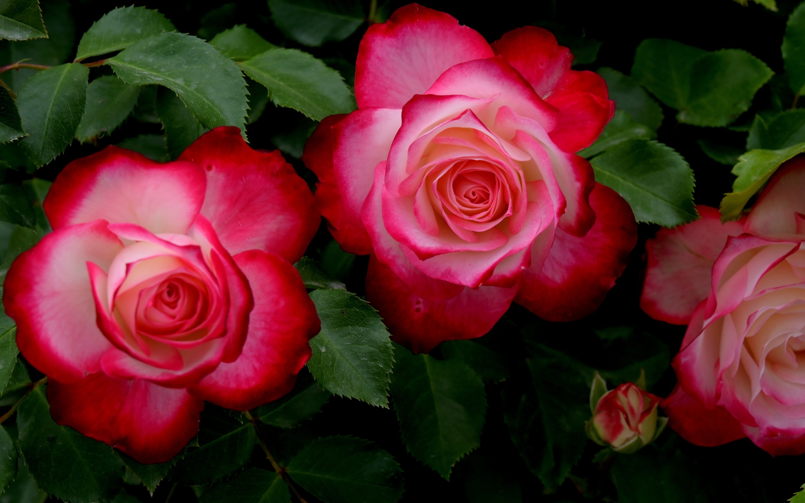 Красивые розовые розы с зелеными листьями на клумбе