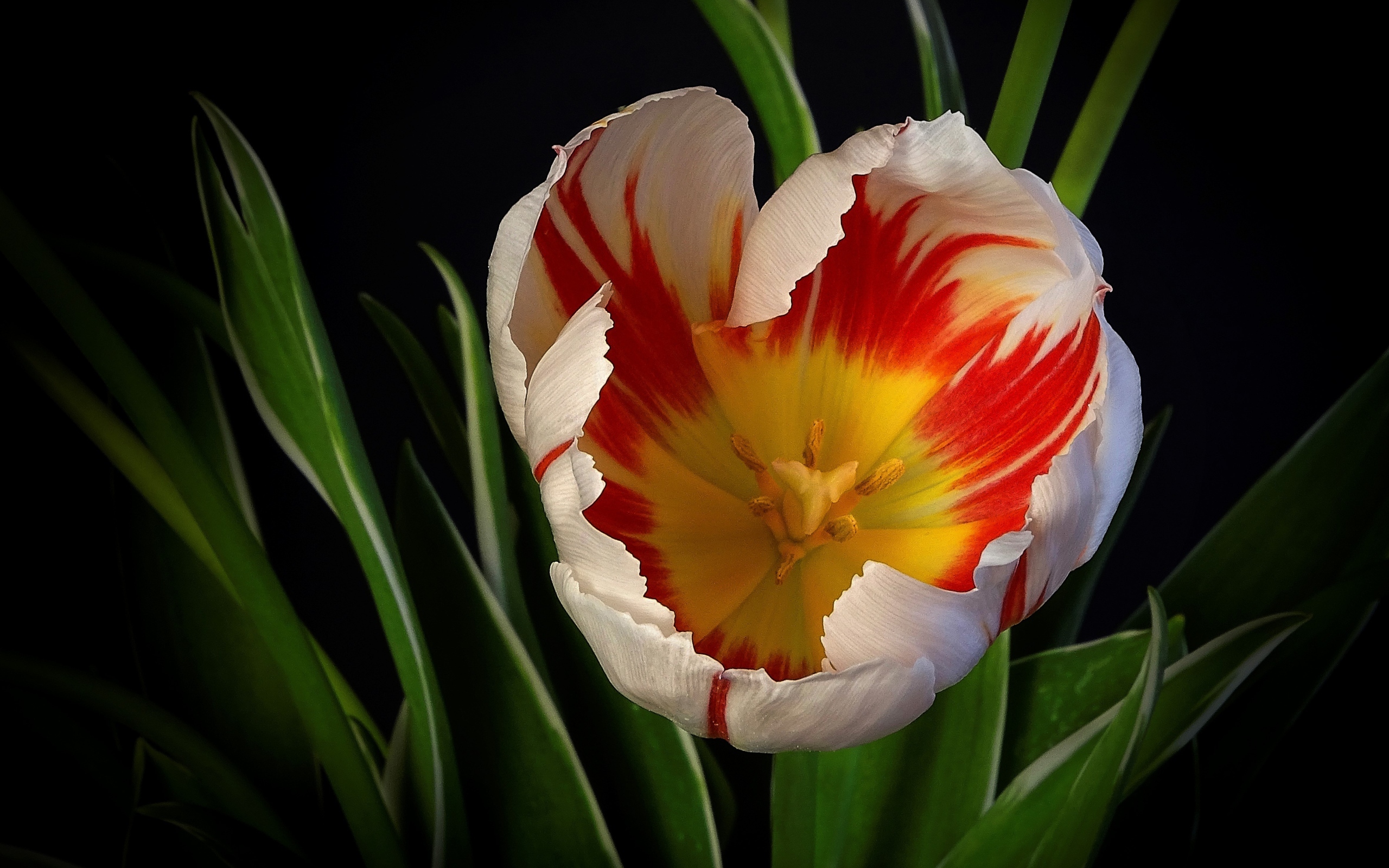 Красивый тюльпан с зелеными листьями на черном фоне