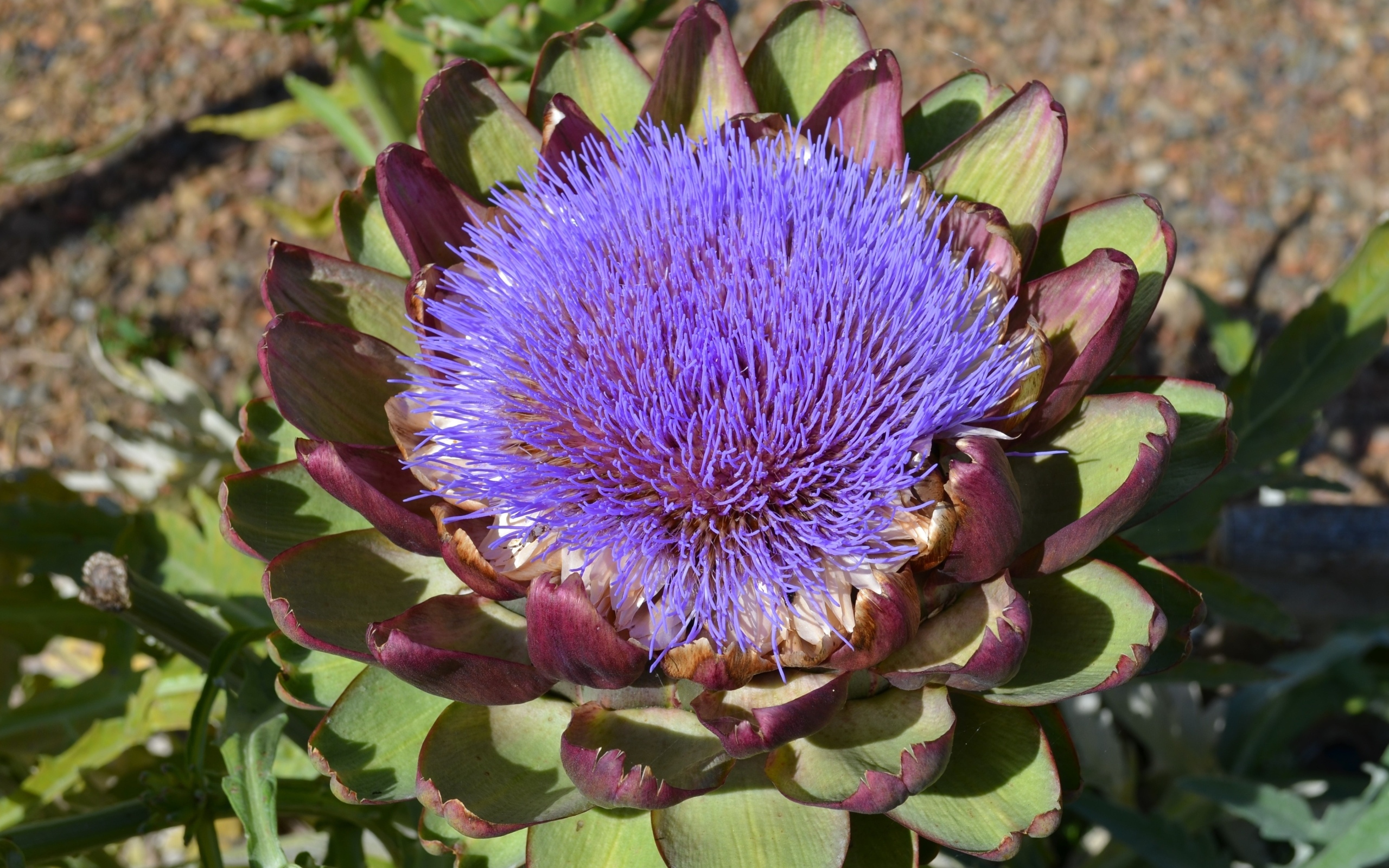 Цветущий артишок на огороде