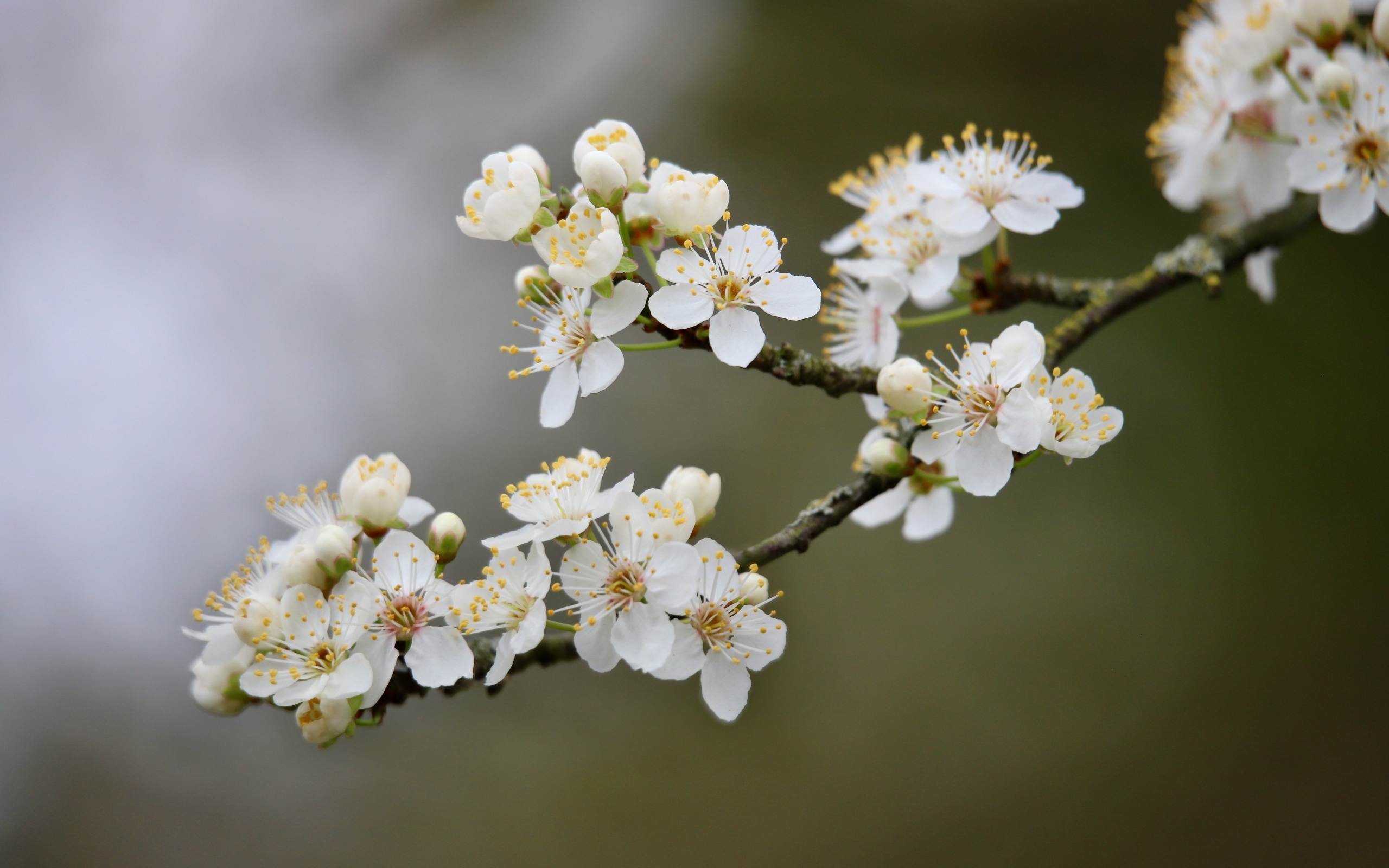 Цветущая ветка вишни весной крупным планом