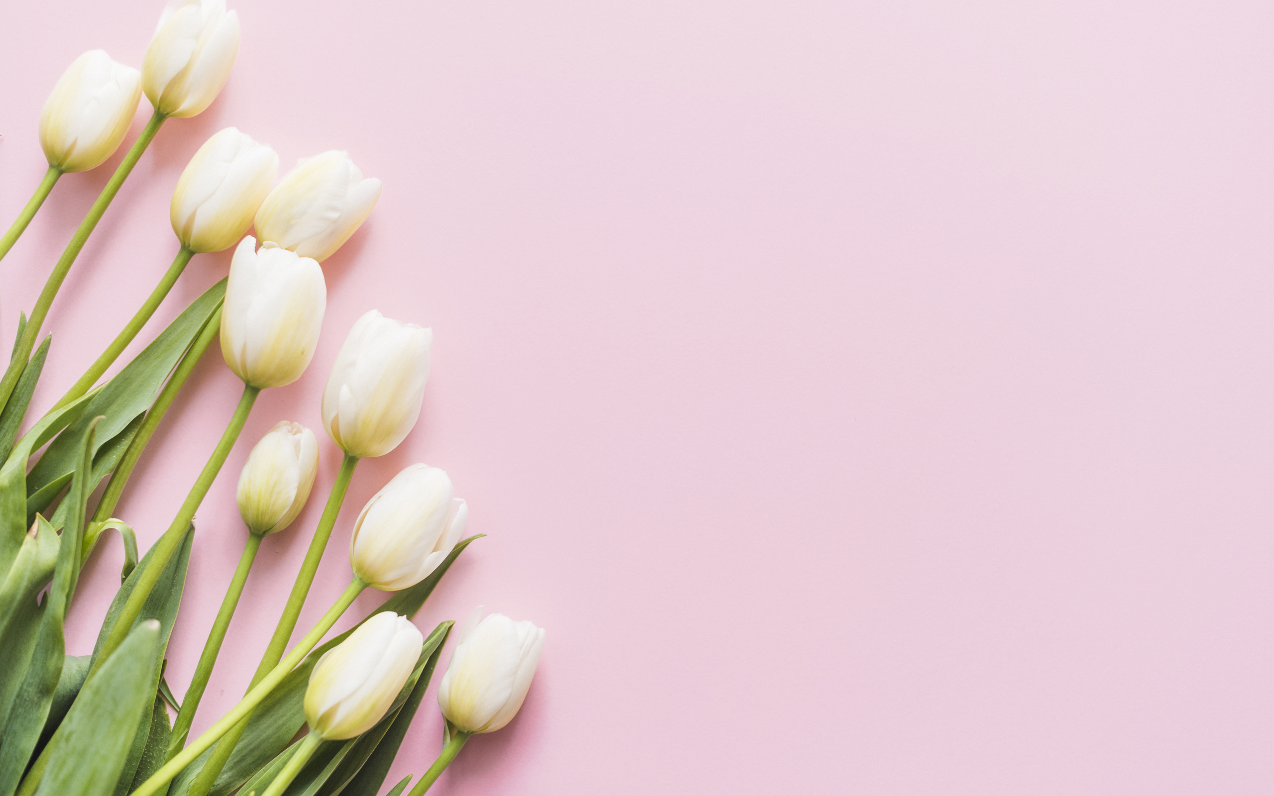 Букет нежных белых тюльпанов на розовом фоне, шаблон 