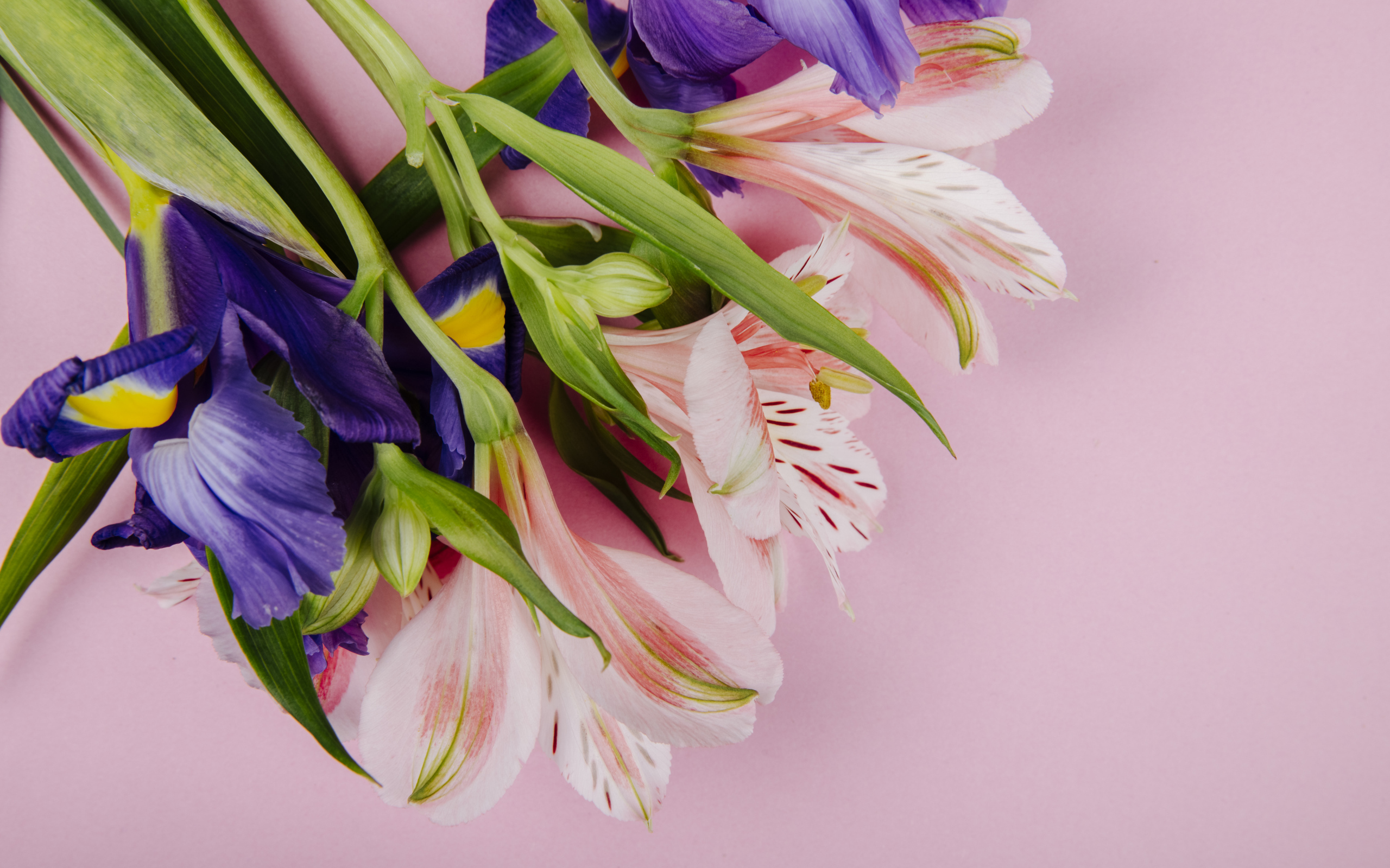Букет из цветов ириса и альстромерии на розовом фоне