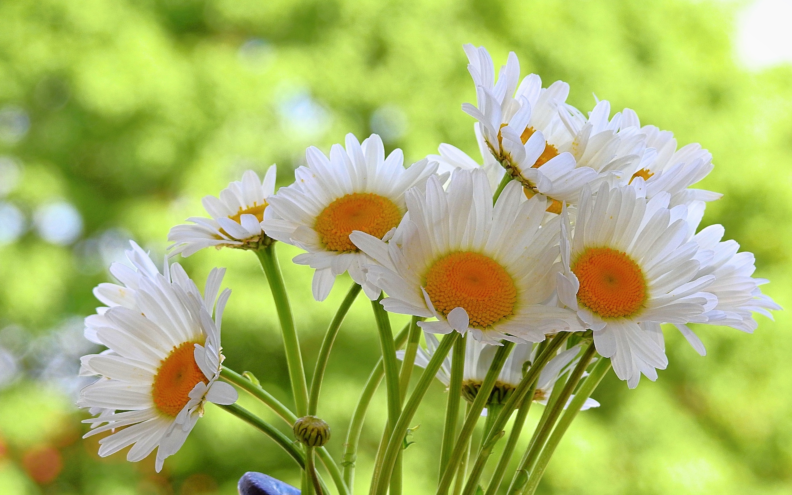 Букет белых ромашке с желтой серединкой