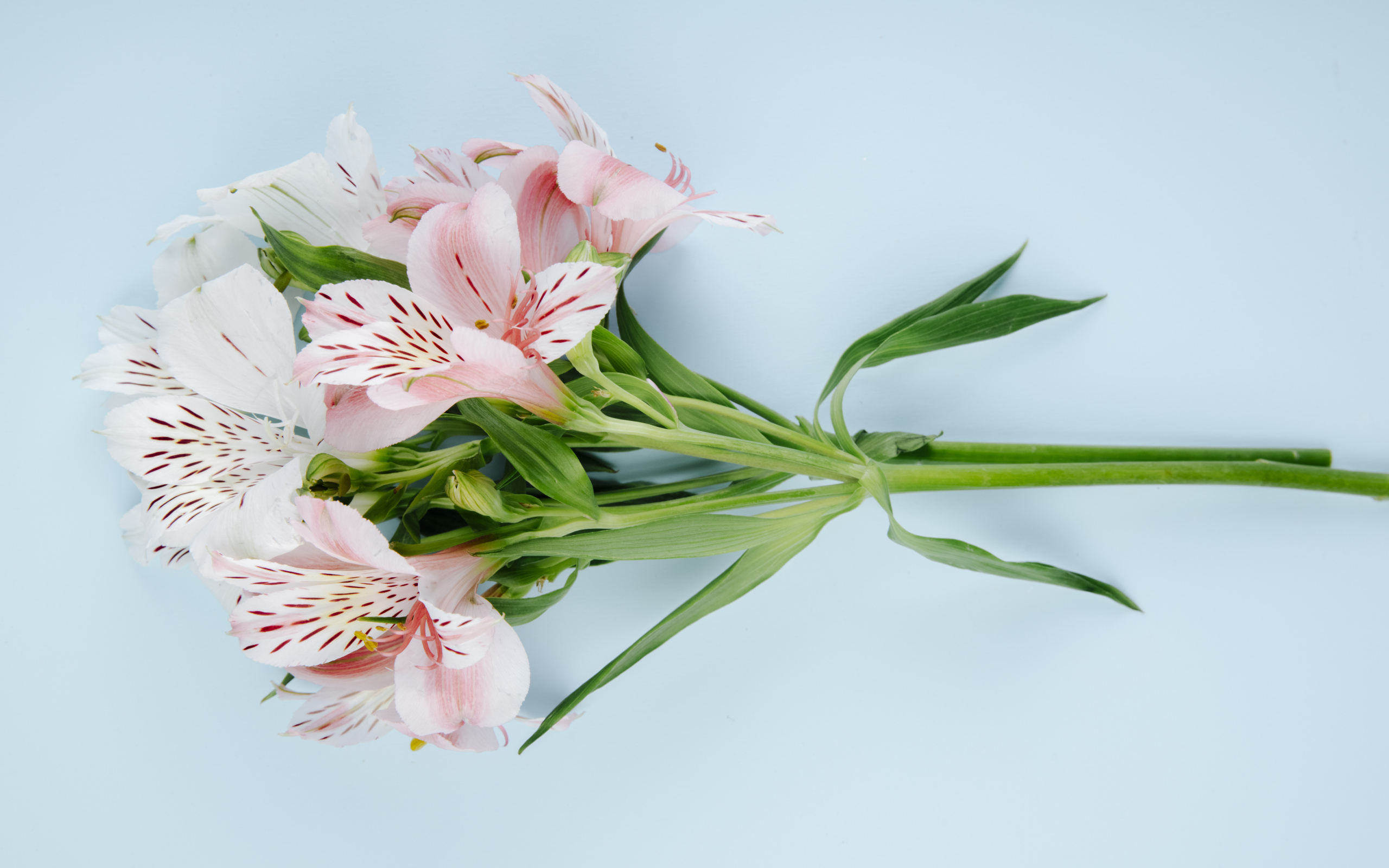 Ветка с розовыми цветами альстромерии на голубом фоне