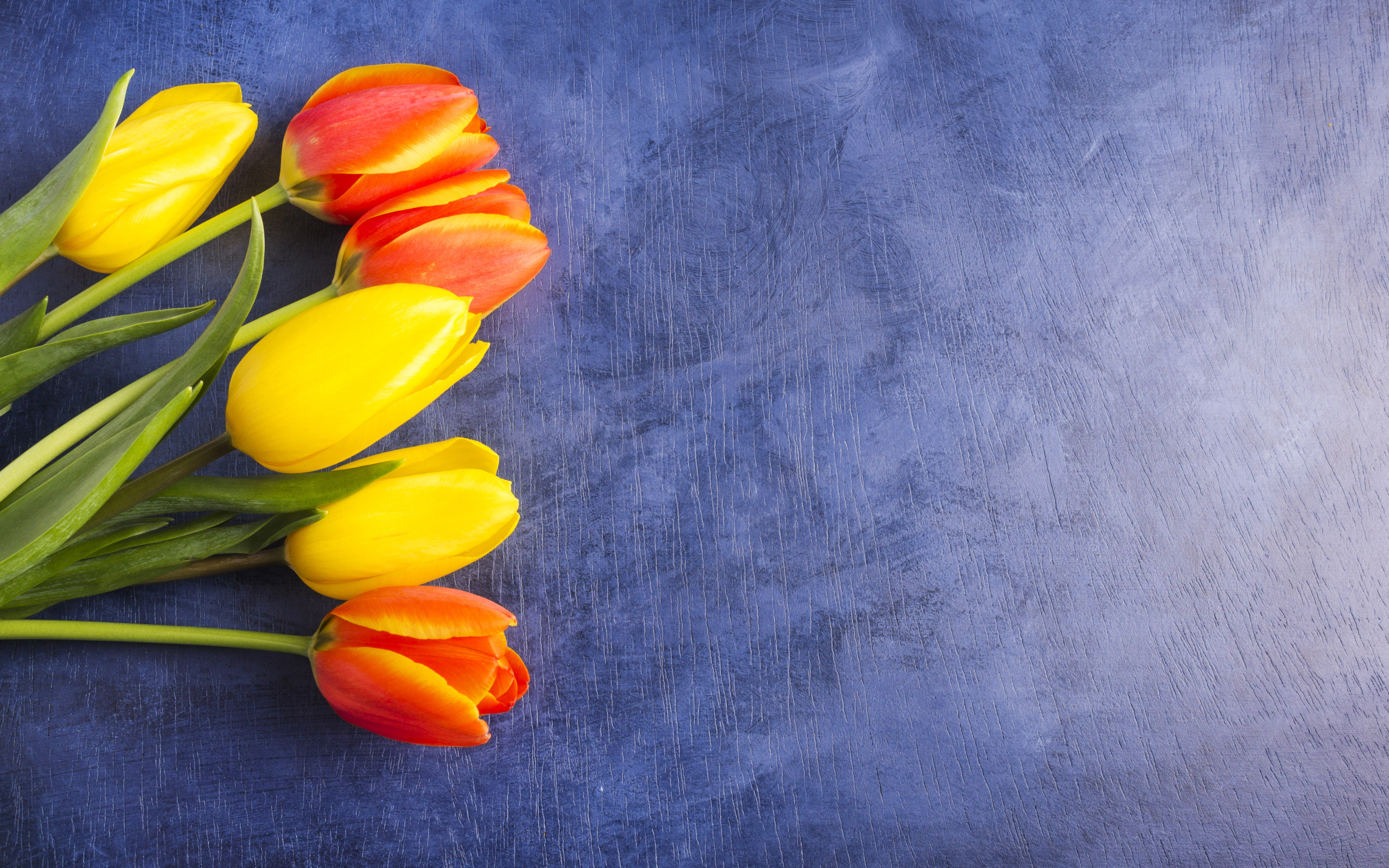 Яркие тюльпаны на синем фоне