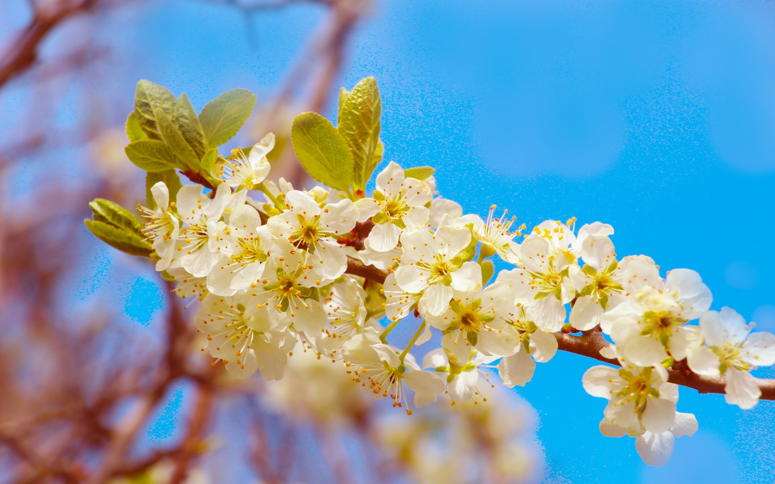 Ветка черешни с крупными цветами на фоне неба