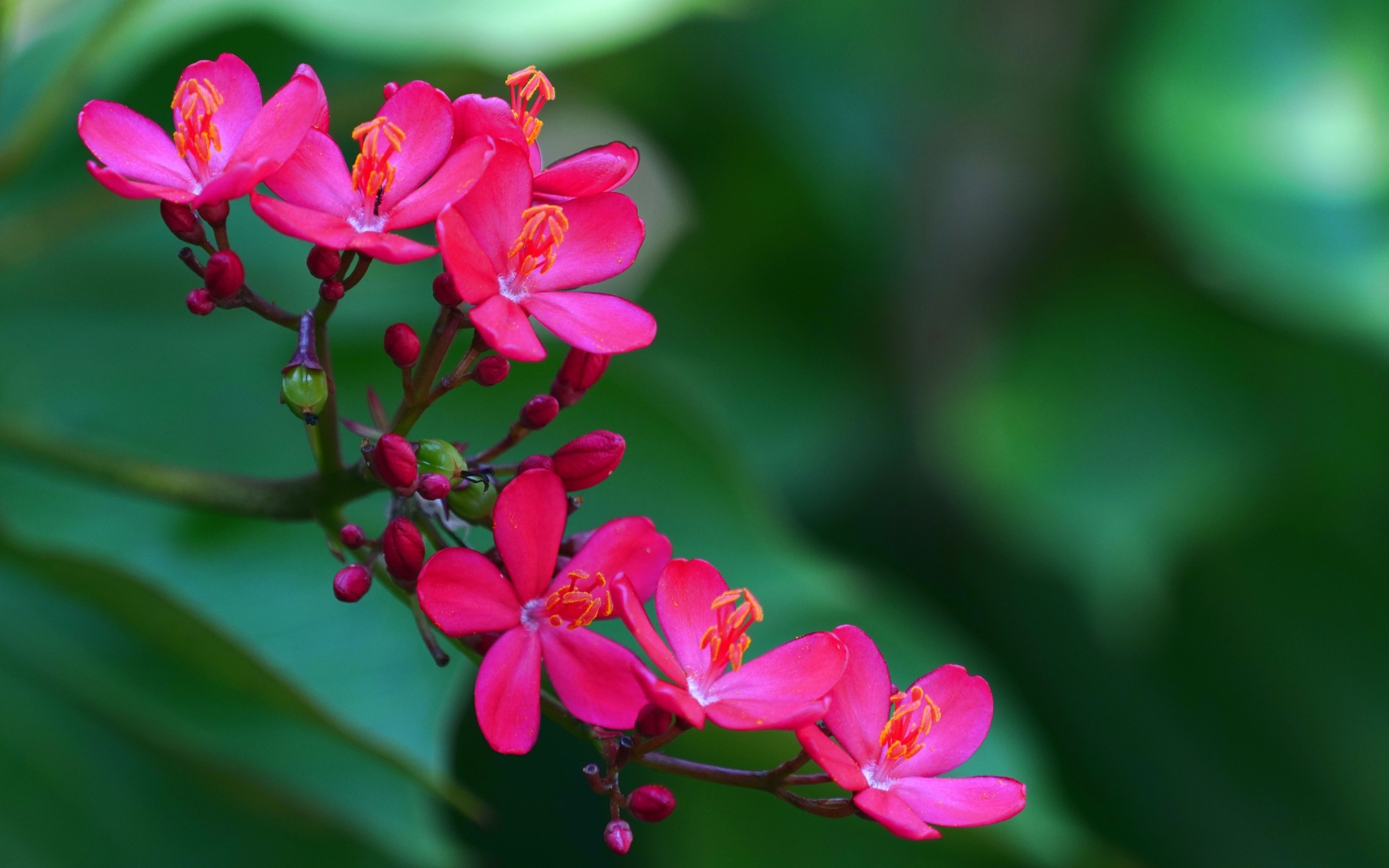 Милые розовые цветы перегринас крупным планом