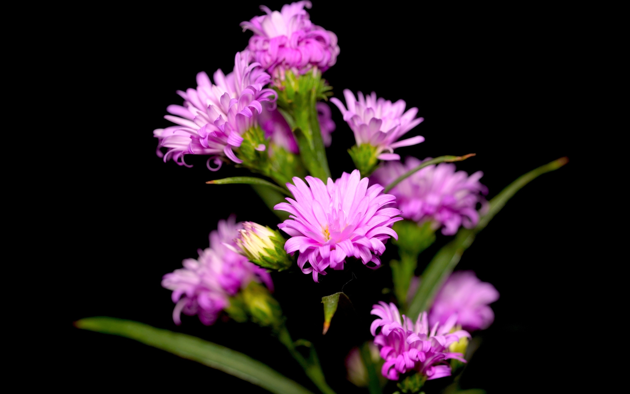 Нежные розовые цветы сентябринка на черном фоне