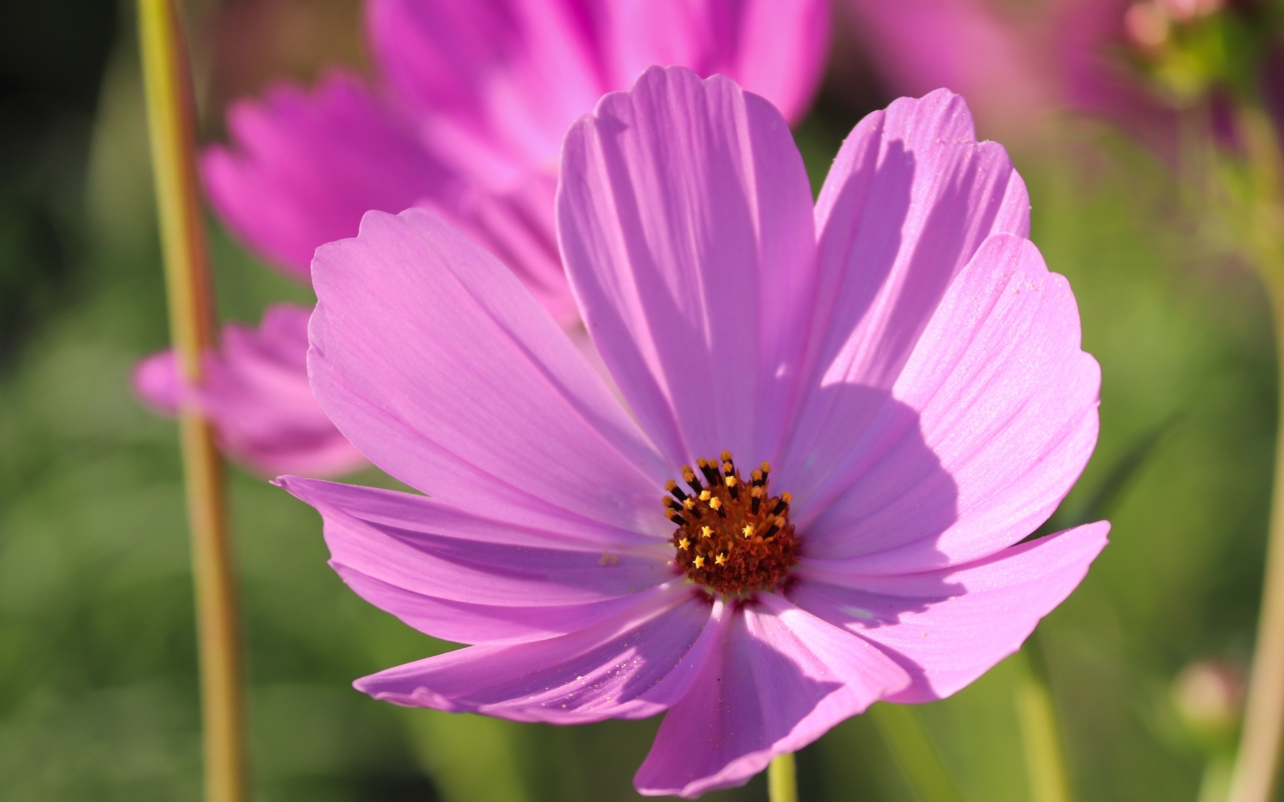 Нежный розовый садовый цветок космея в лучах солнца
