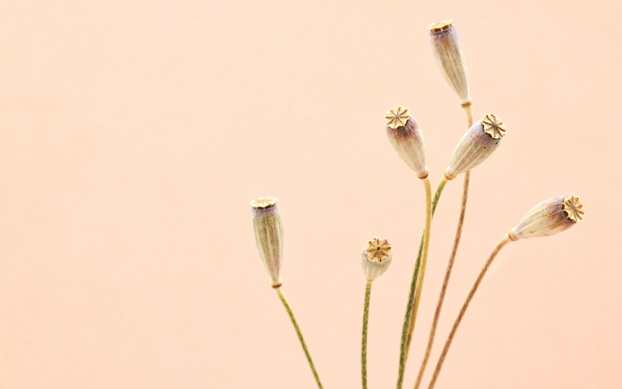 Высушенные отцветшие цветы на бежевом фоне