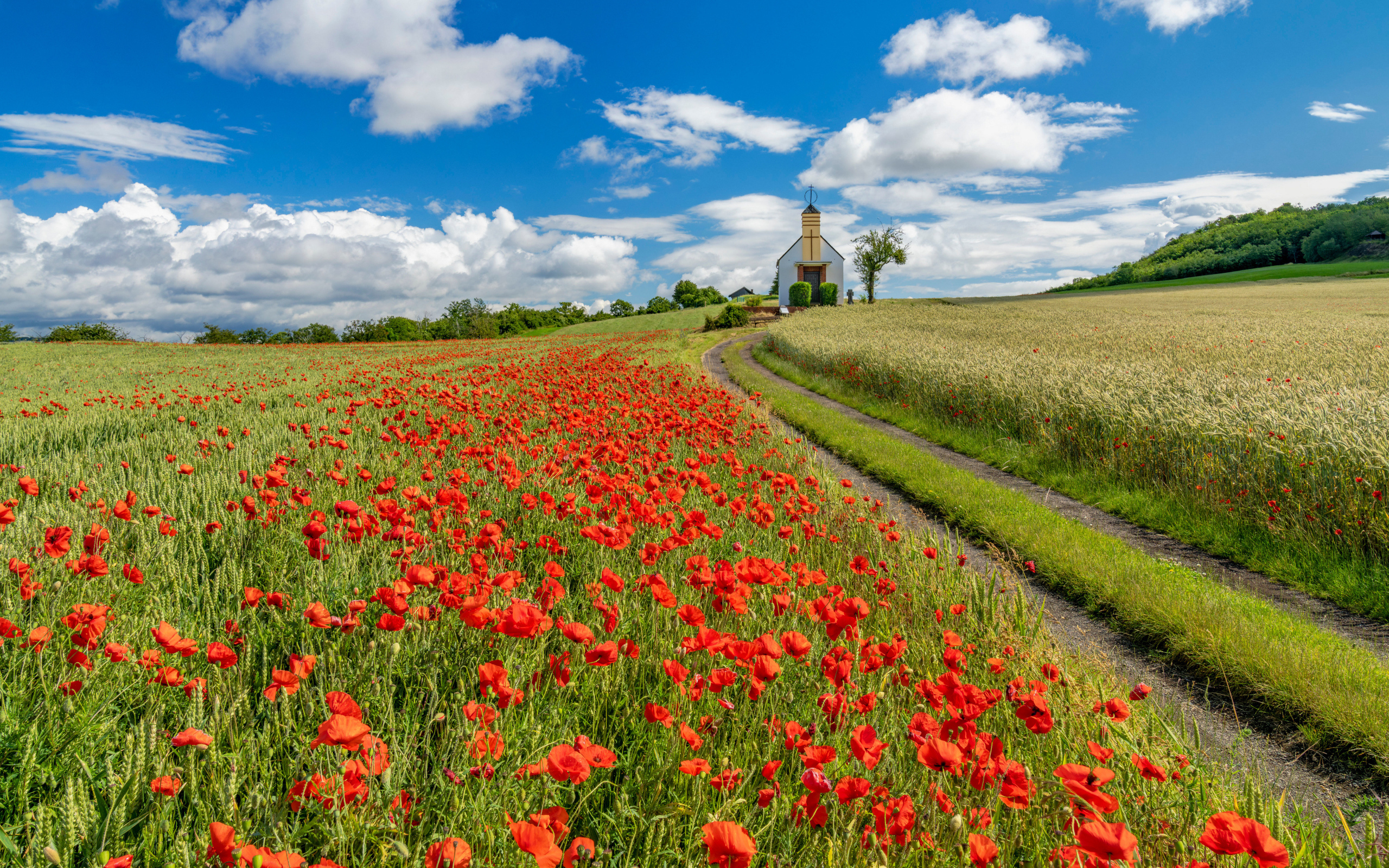 Поле красных маков под голубым небом с белыми облаками