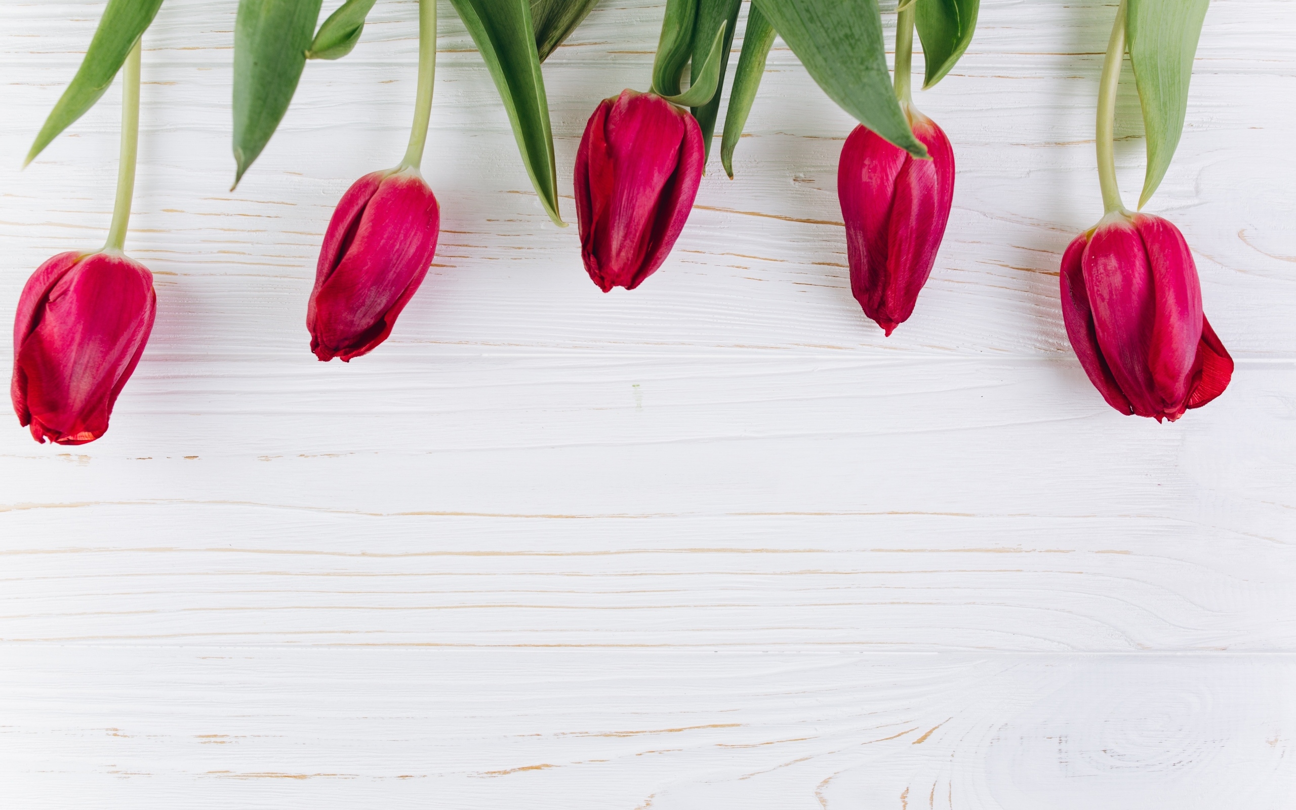 Пять красных тюльпанов на белом фоне