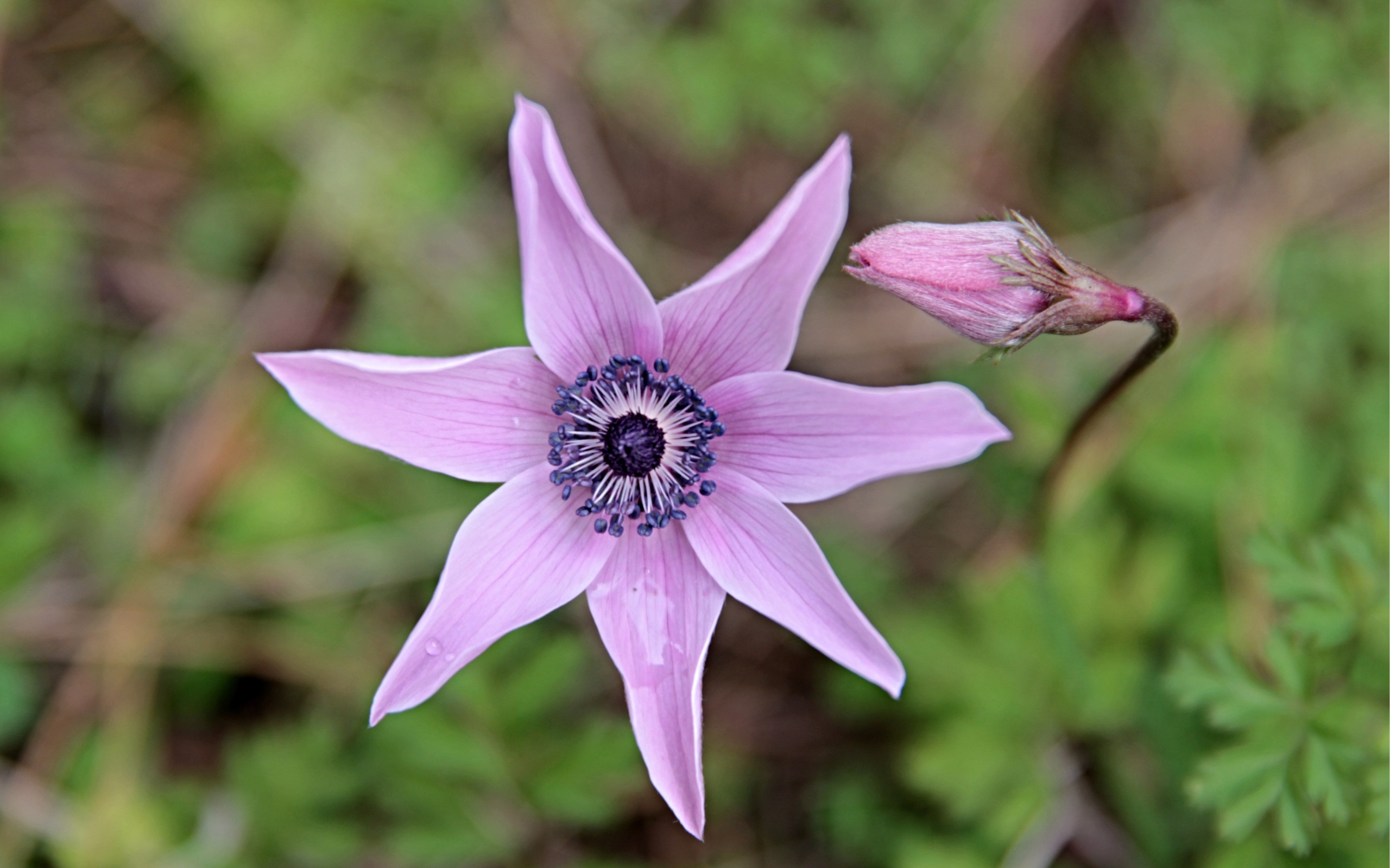 Лесной цветок анемона с бутоном крупным планом