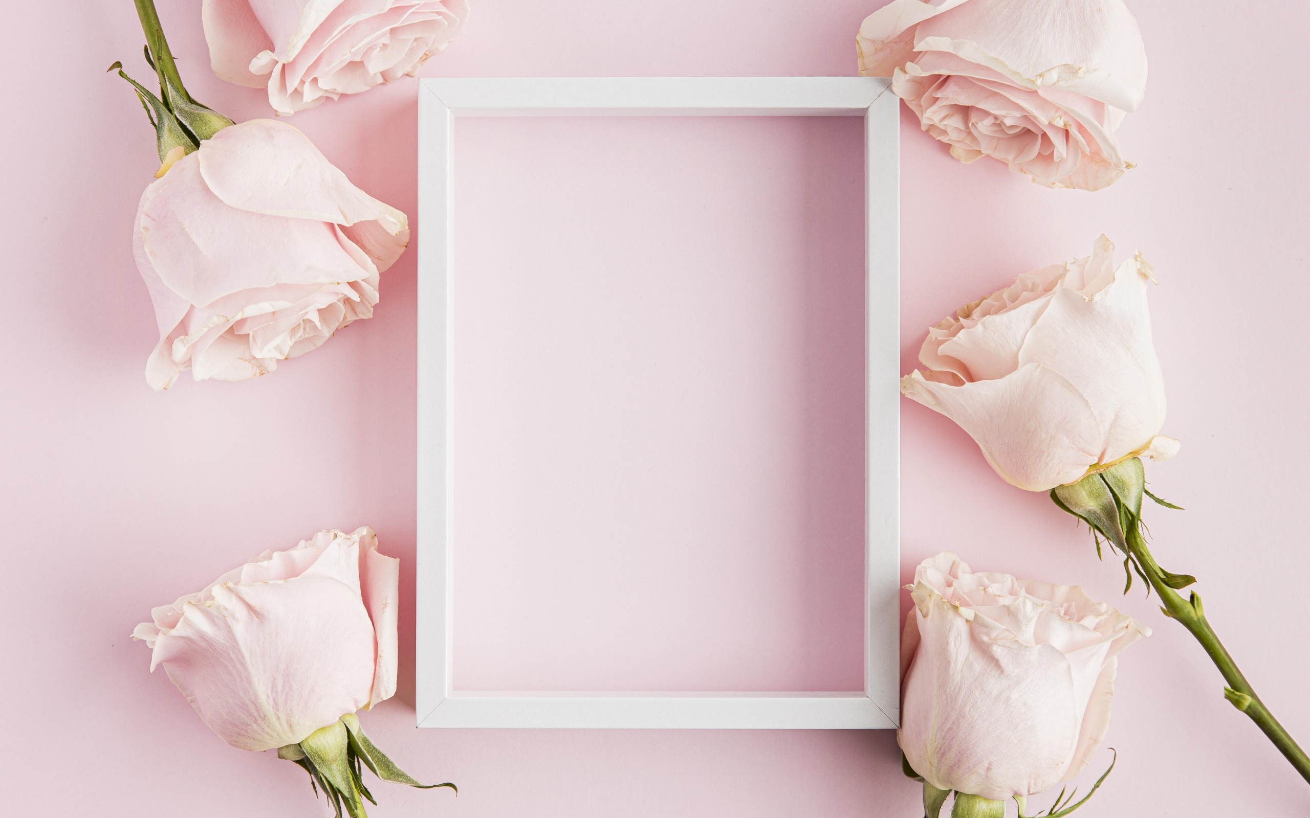 Рамка с бутонами роз на розовом фоне