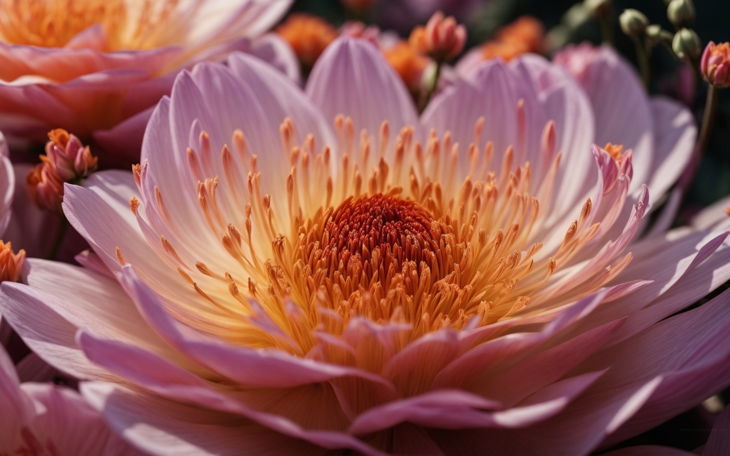 Огромный розовый цветок пиона крупным планом